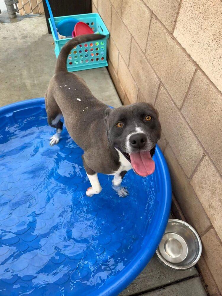 Enlarge Caprese, a Adoptable mixed breed in Calgary, AB image 5/5