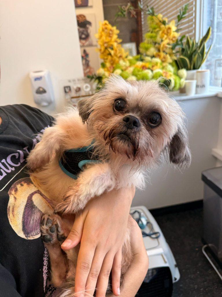 Santana, Adoptable, Senior Male Shih Tzu.