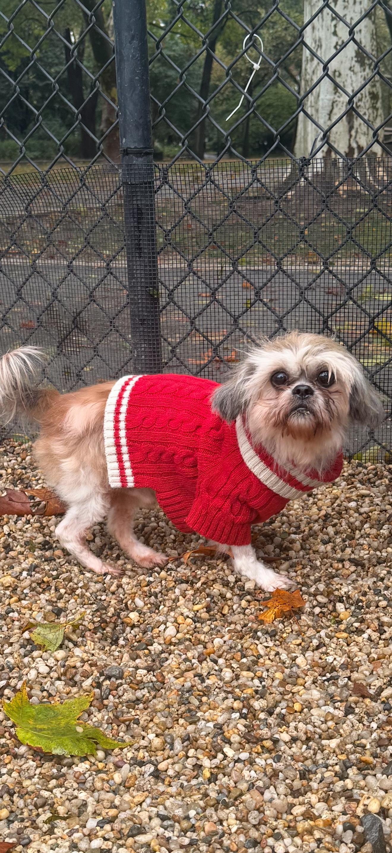 Enlarge Santana, a Adoptable mixed breed in Brooklyn, NY image 3/4