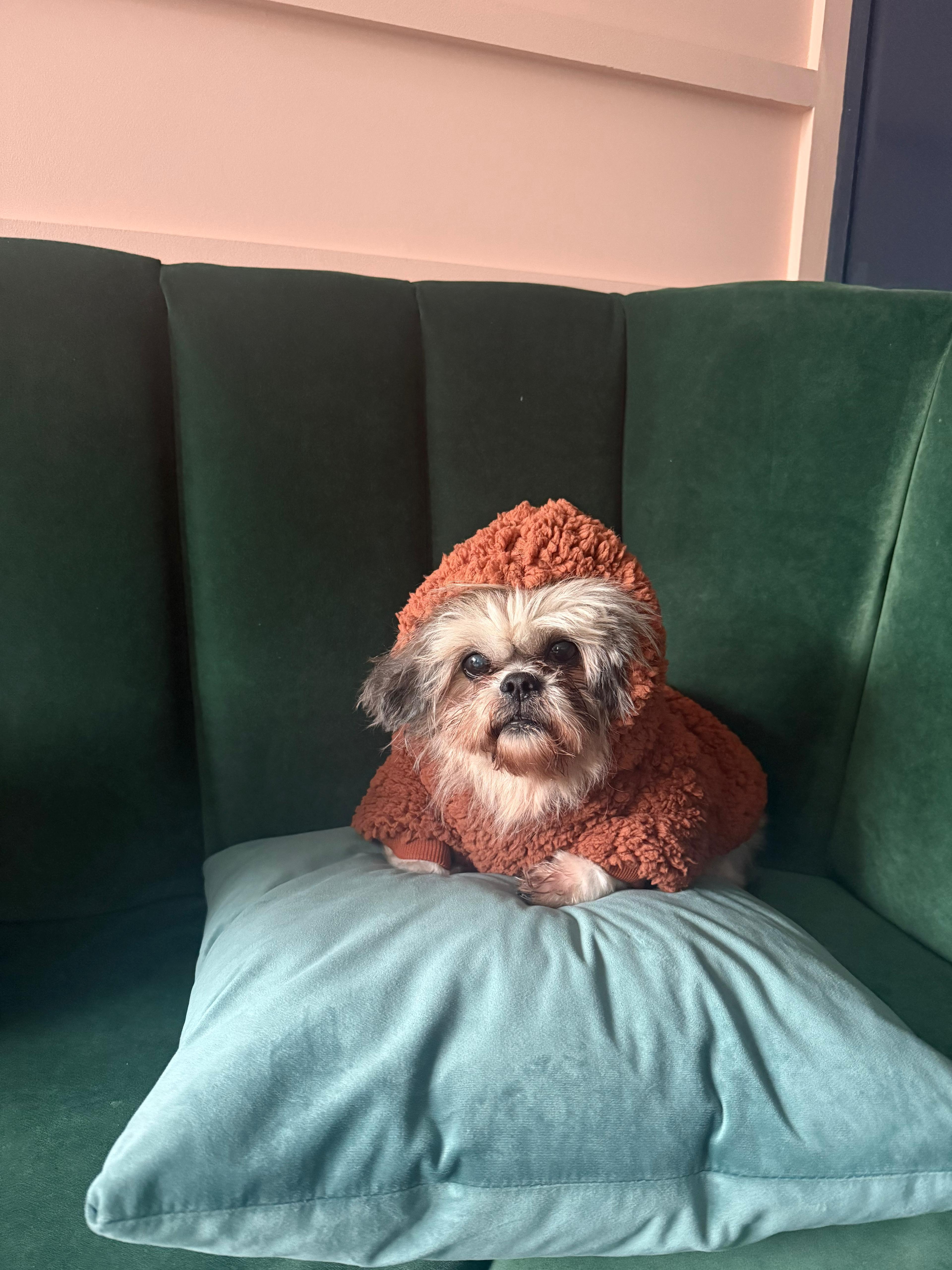 Enlarge Santana, a Adoptable mixed breed in Brooklyn, NY image 4/4