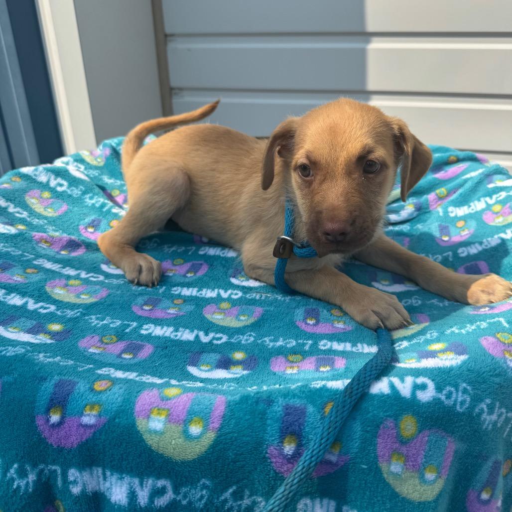 Essie, Adoptable, Puppy Female Pit Bull Terrier & Mixed Breed.