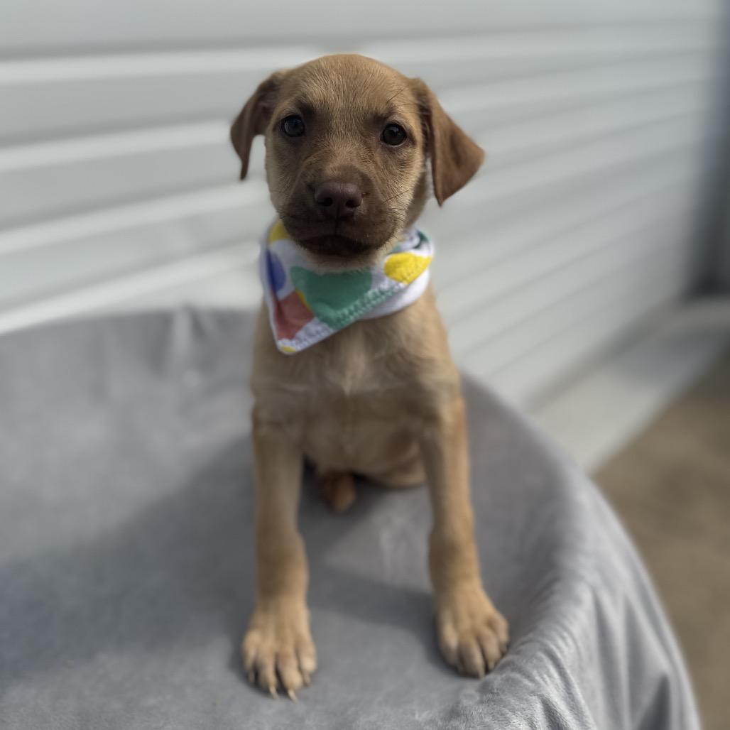 Essie, a Adoptable mixed breed in Newberg, OR image 2/6