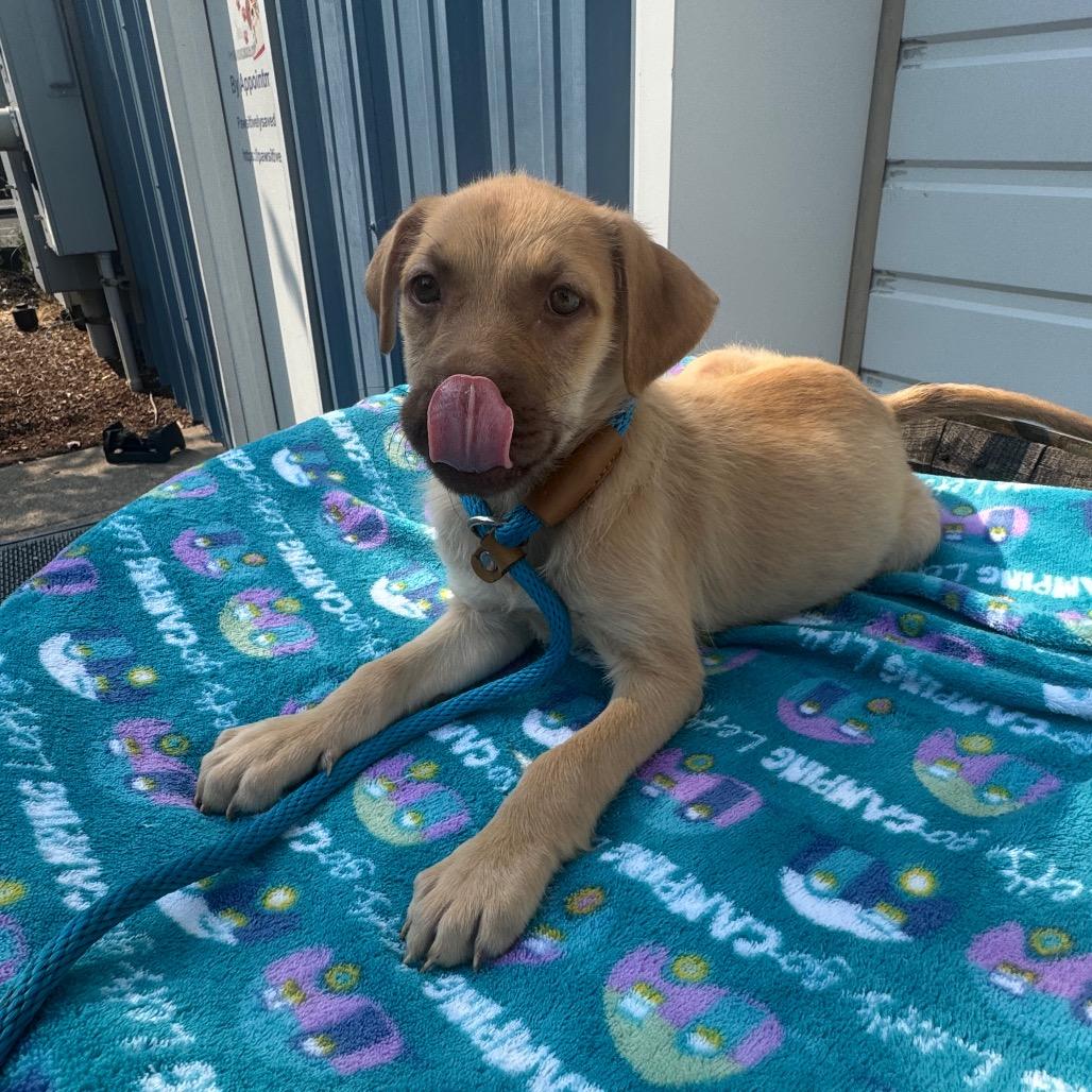 Essie, a Adoptable mixed breed in Newberg, OR image 3/6