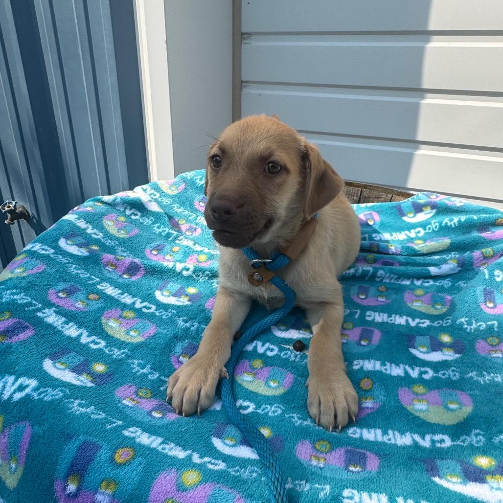 Essie, a Adoptable mixed breed in Newberg, OR image 4/6