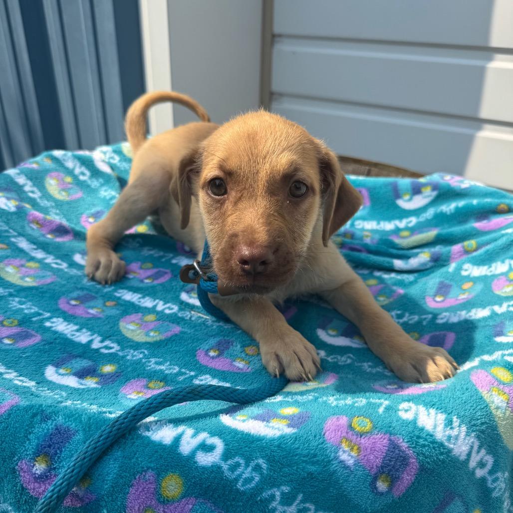 Essie, a Adoptable mixed breed in Newberg, OR image 5/6