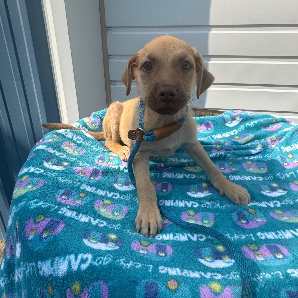 Essie, a Adoptable mixed breed in Newberg, OR image 6/6