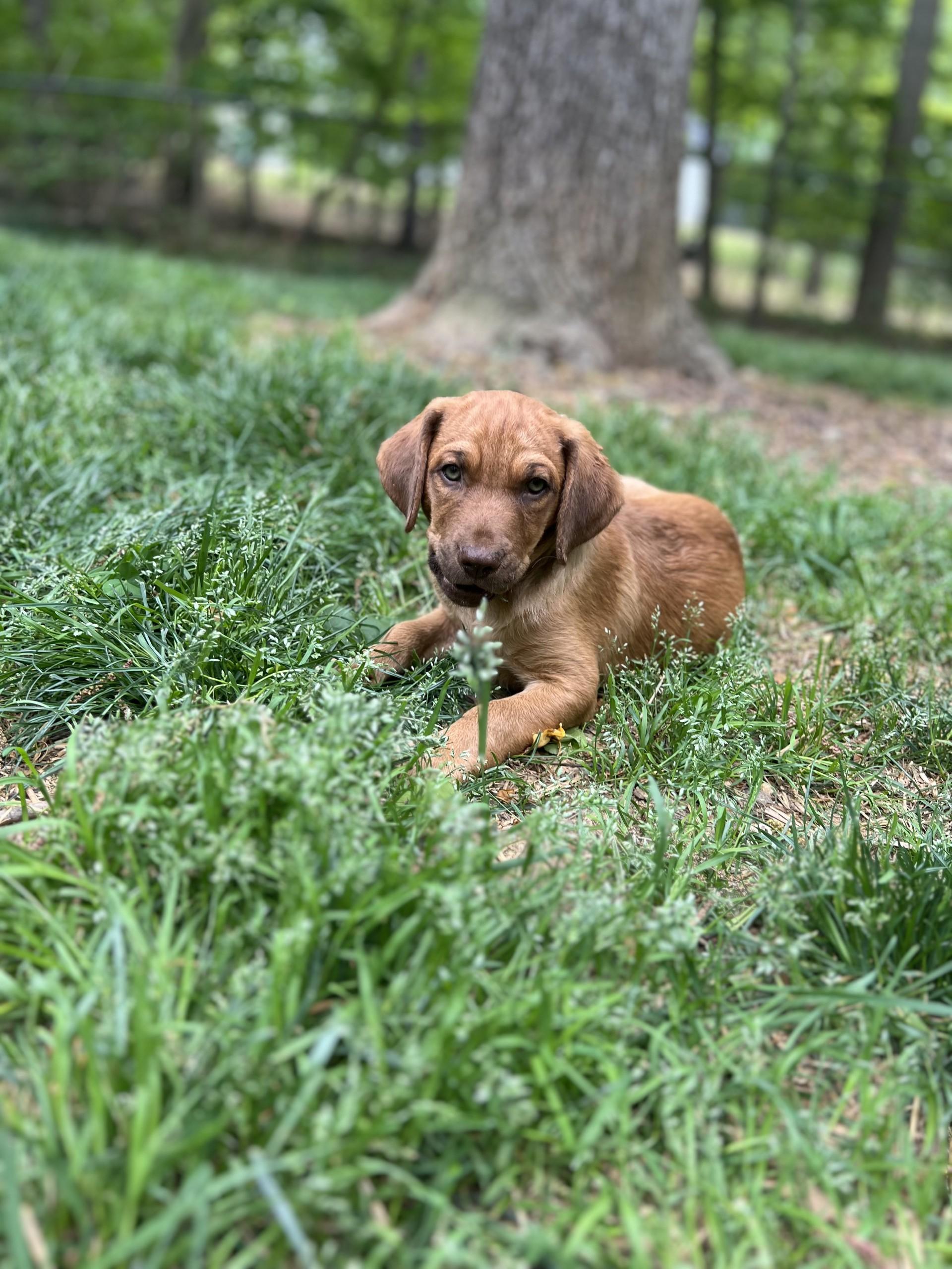 Noble, ADOPTABLE, Young Male Labrador Retriever & Cocker Spaniel.