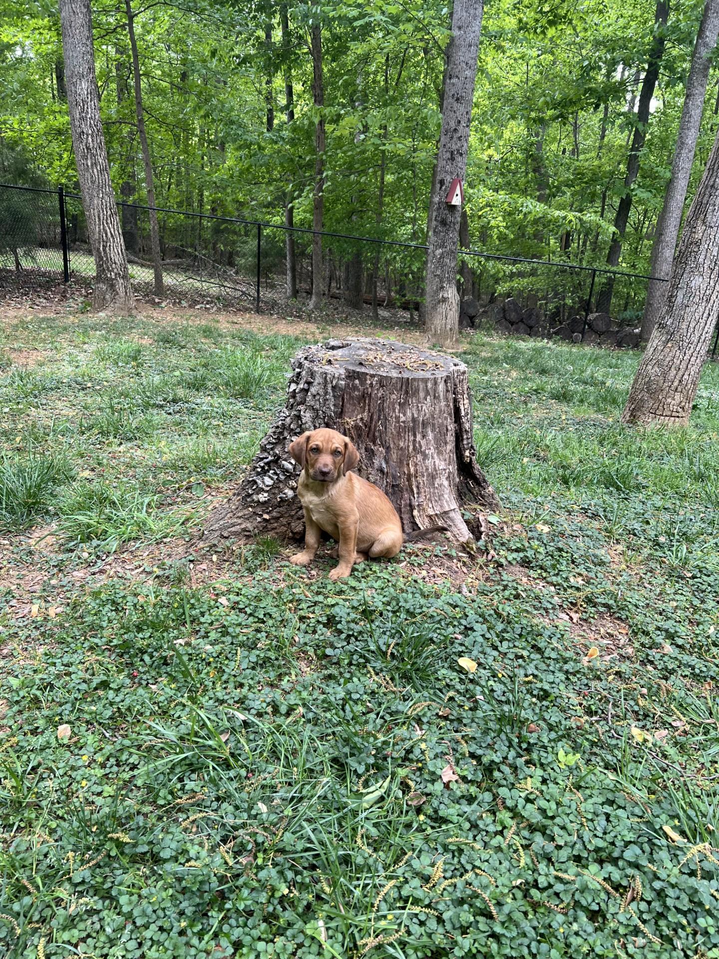 Enlarge Noble, a ADOPTABLE mixed breed in Salisbury, NC image 3/4
