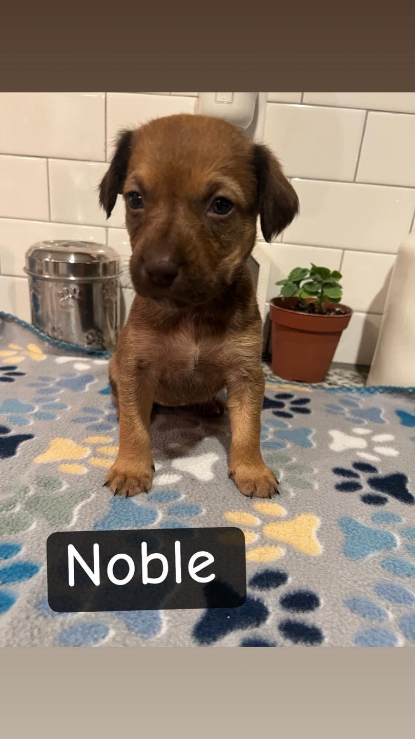 Noble, ADOPTABLE, Puppy Male Labrador Retriever & Cocker Spaniel.
