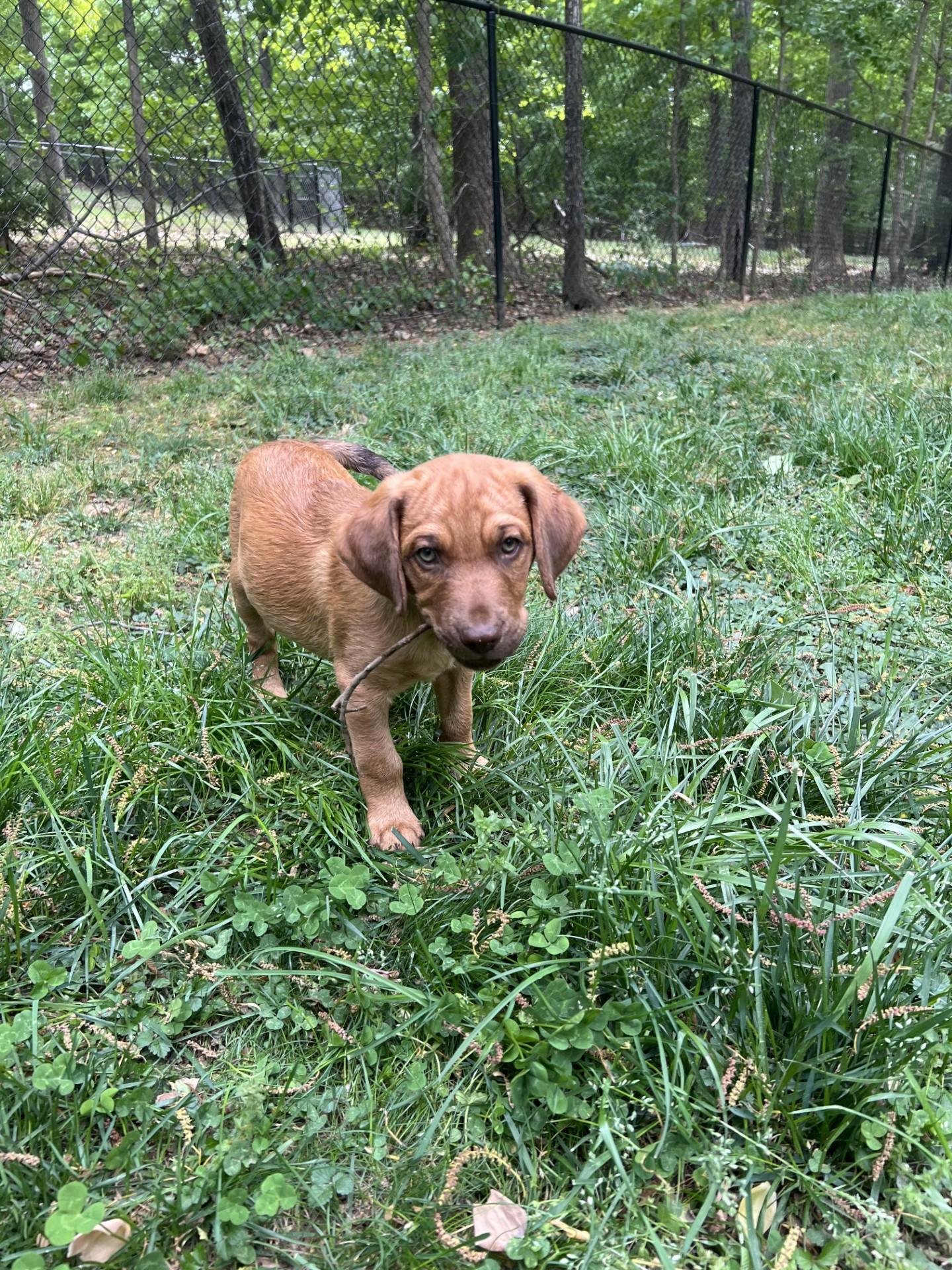 Enlarge Noble, a ADOPTABLE mixed breed in Salisbury, NC image 2/4