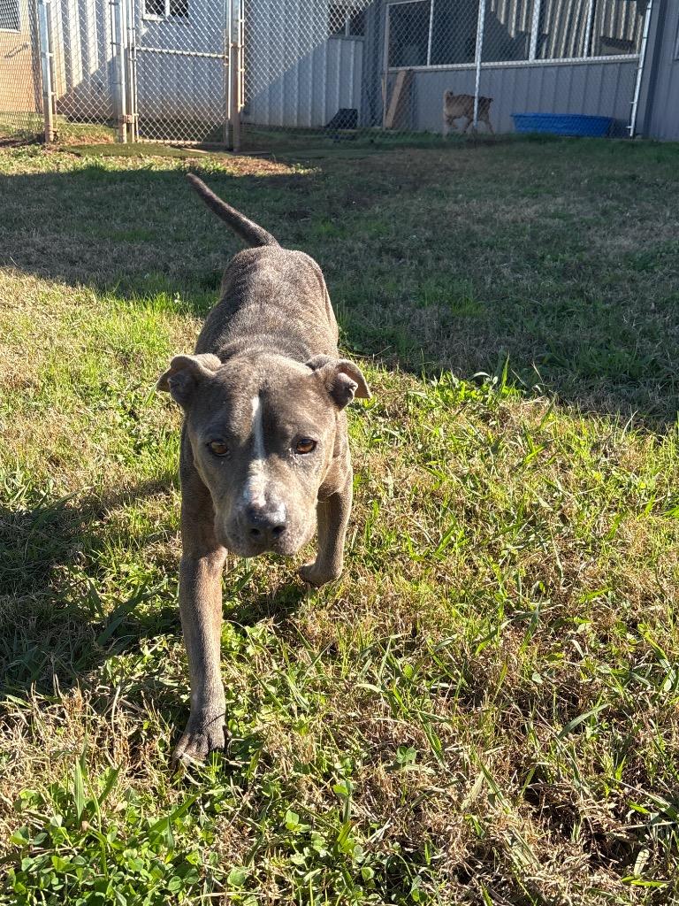 Enlarge Mina, a Adoptable Mixed Breed in Bossier City, LA image 1/6