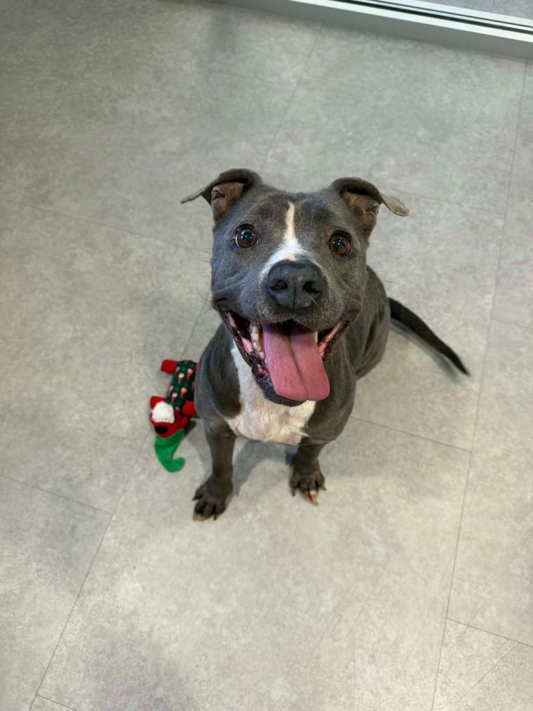 Enlarge Mina, a Adoptable Mixed Breed in Bossier City, LA image 2/6