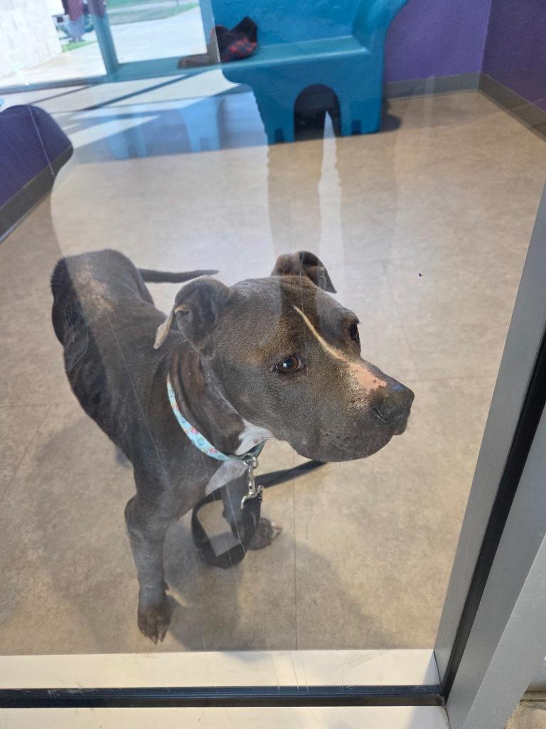 Enlarge Mina, a Adoptable Mixed Breed in Bossier City, LA image 3/6