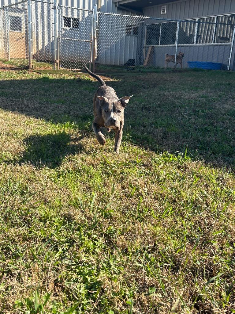 Enlarge Mina, a Adoptable Mixed Breed in Bossier City, LA image 4/6