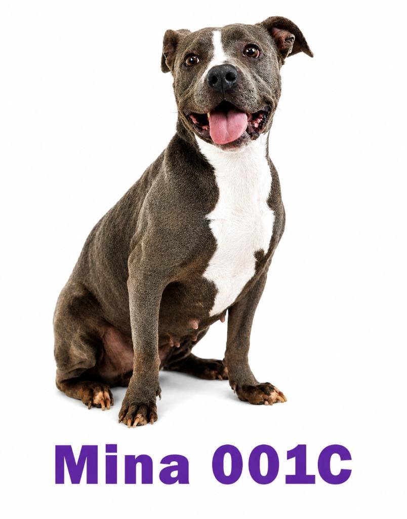 Enlarge Mina, a Adoptable Mixed Breed in Bossier City, LA image 5/6
