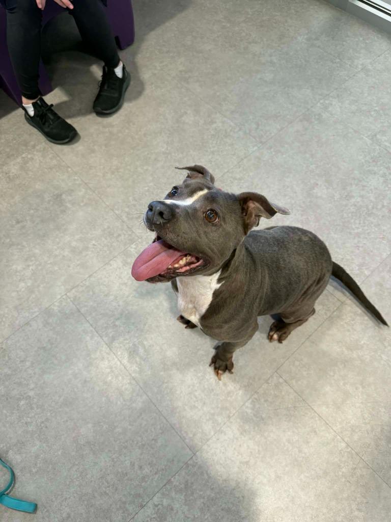 Enlarge Mina, a Adoptable Mixed Breed in Bossier City, LA image 5/6