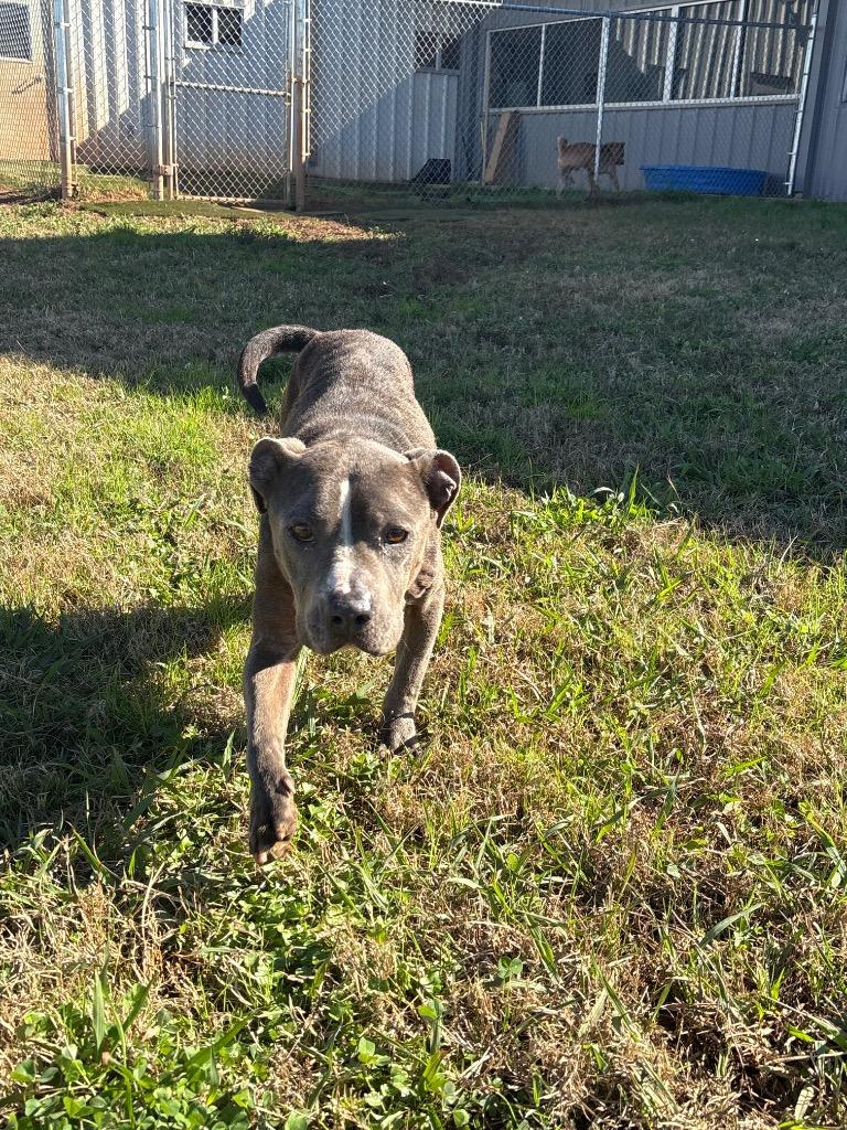 Enlarge Mina, a Adoptable Mixed Breed in Bossier City, LA image 6/6