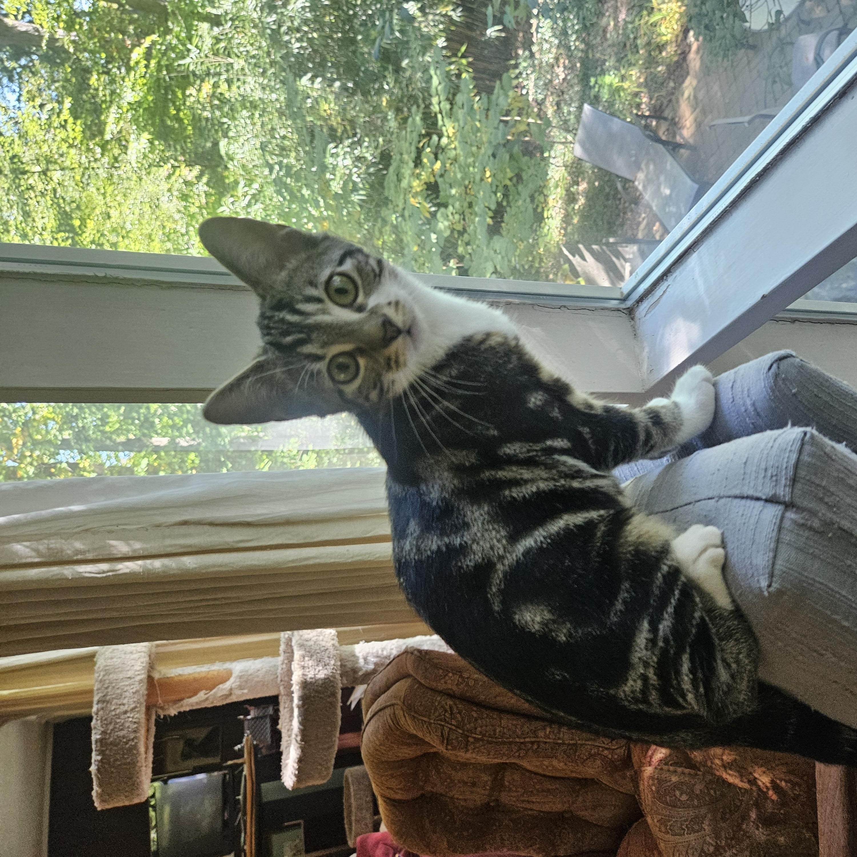 Enlarge Carmelo and Stripey, a Adoptable Domestic Short Hair in Alexandria, VA image 4/6