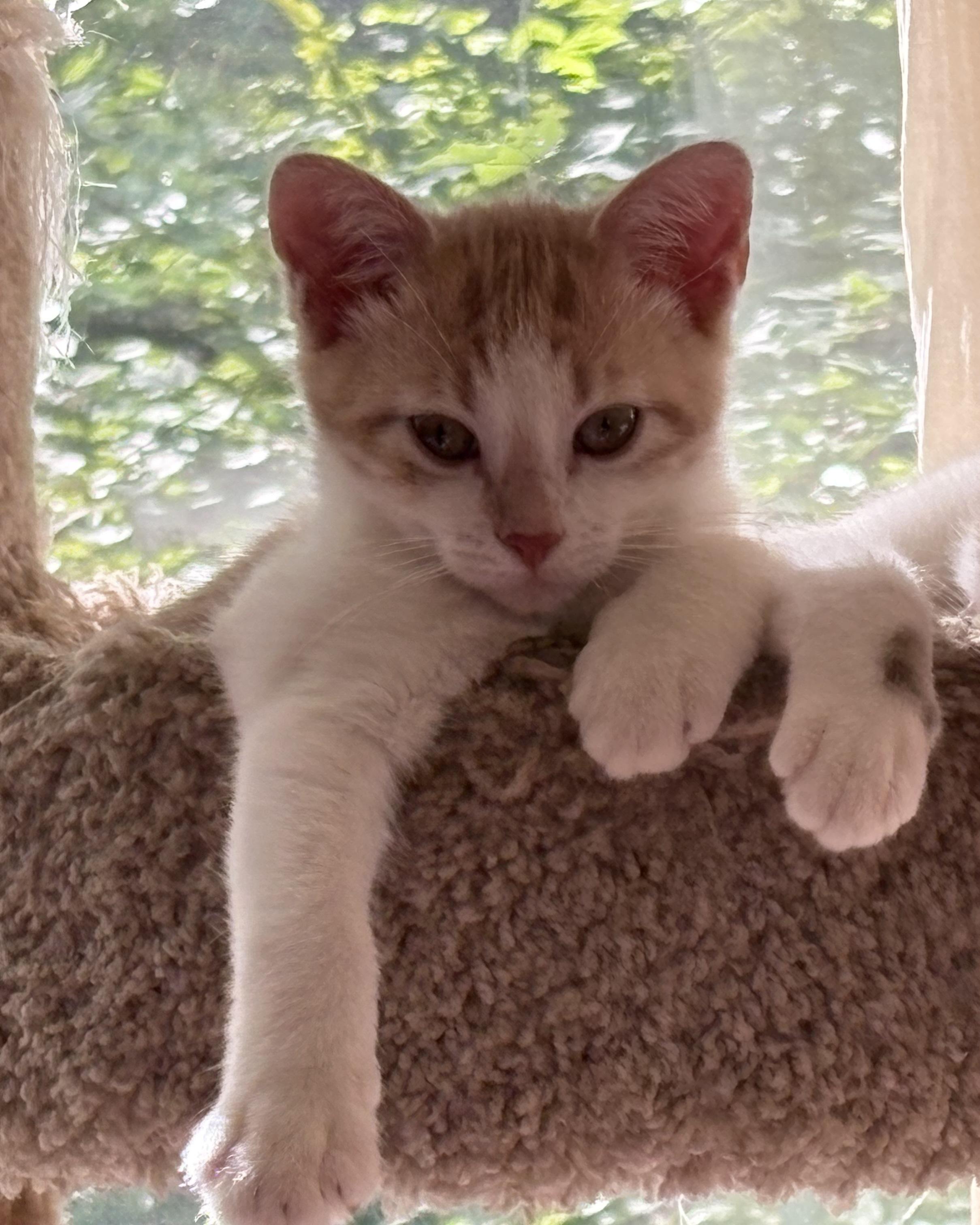 Enlarge Carmelo and Stripey, a Adoptable Domestic Short Hair in Alexandria, VA image 5/6