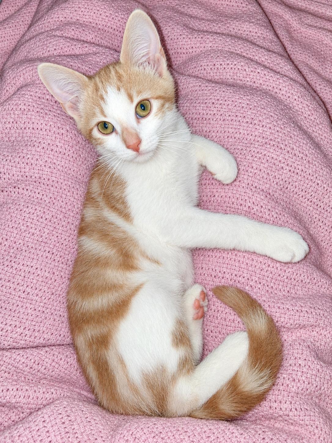 Enlarge Carmelo and Stripey, a Adoptable Domestic Short Hair in Alexandria, VA image 2/6