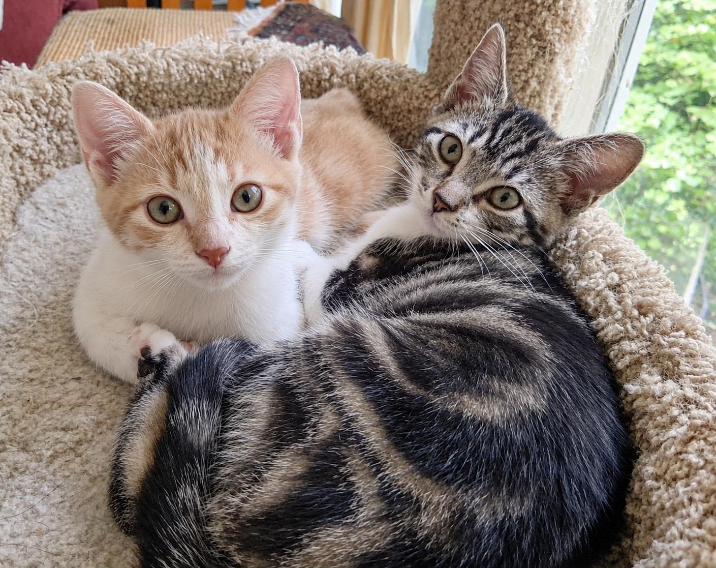 Carmelo and Stripey, Adoptable, Kitten Male Domestic Short Hair.