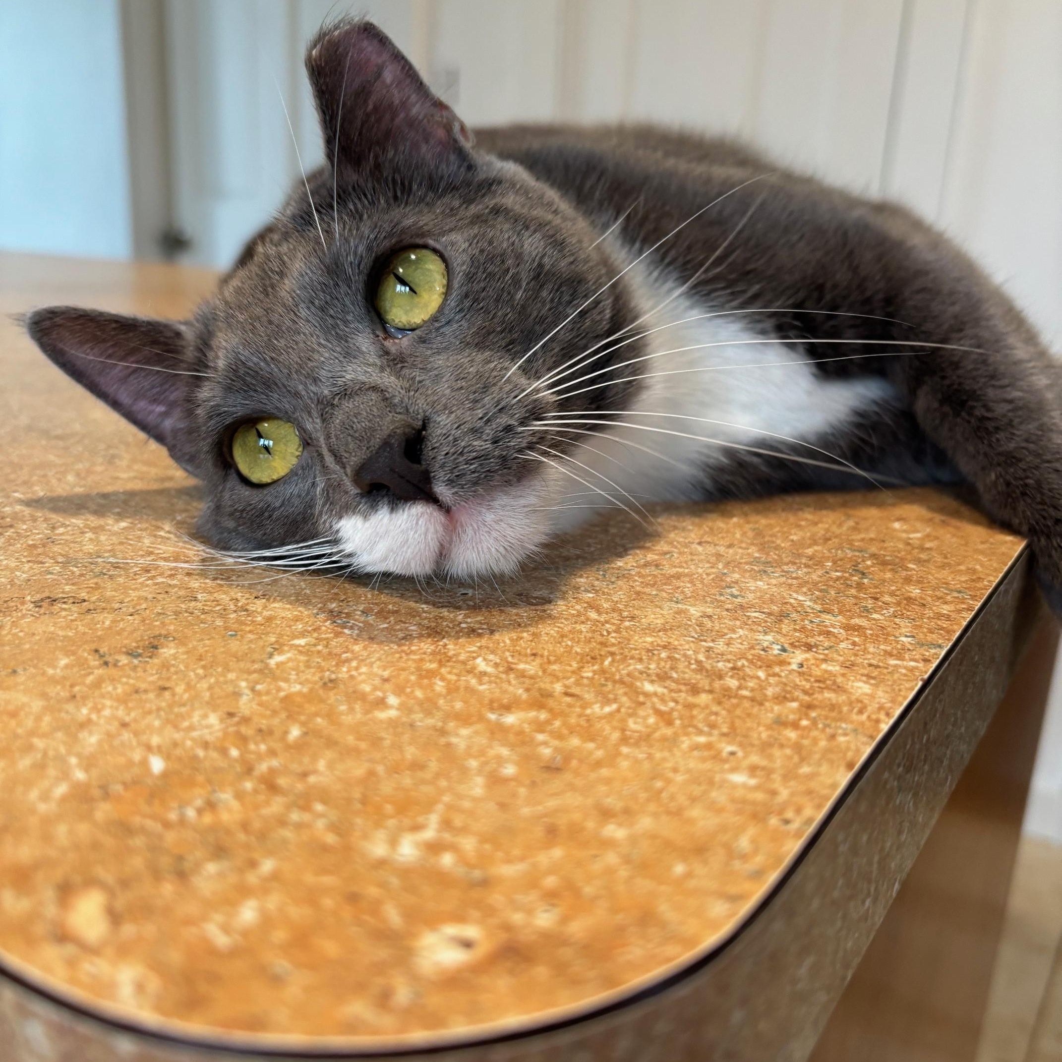 Noah, a ADOPTABLE Domestic Short Hair in Warrenville, IL image 4/6