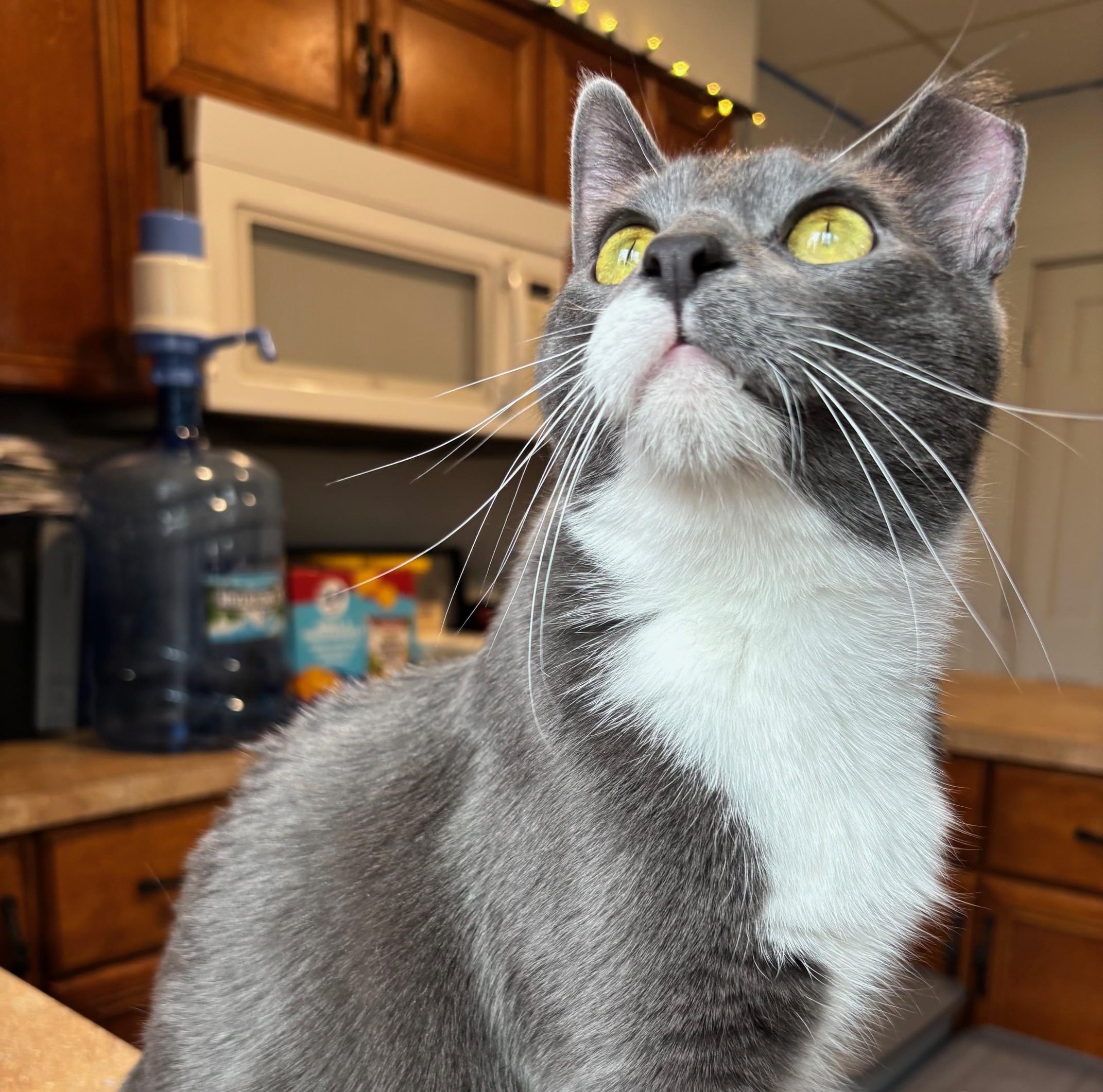 Noah, a ADOPTABLE Domestic Short Hair in Warrenville, IL image 6/6
