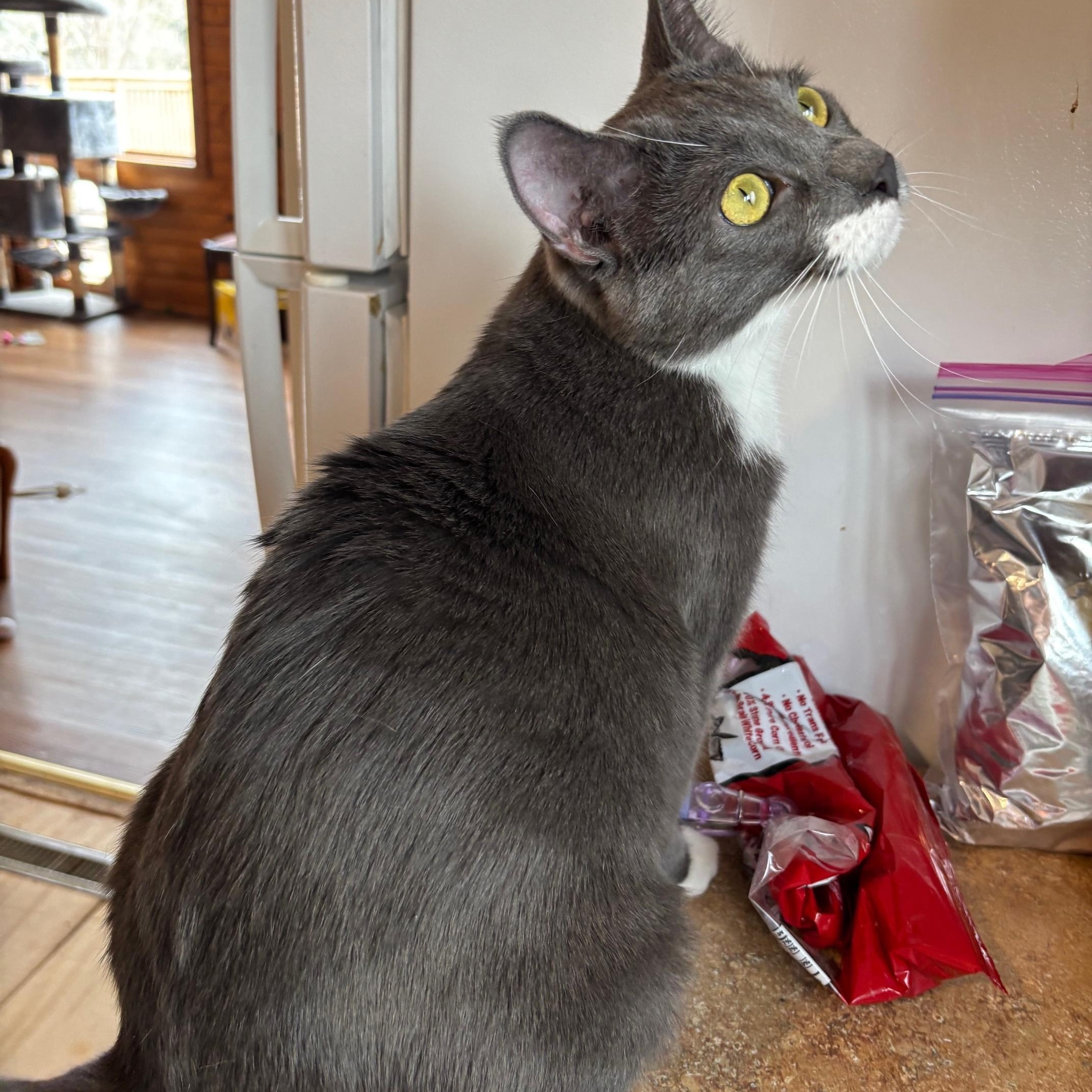 Noah, a ADOPTABLE Domestic Short Hair in Warrenville, IL image 5/6