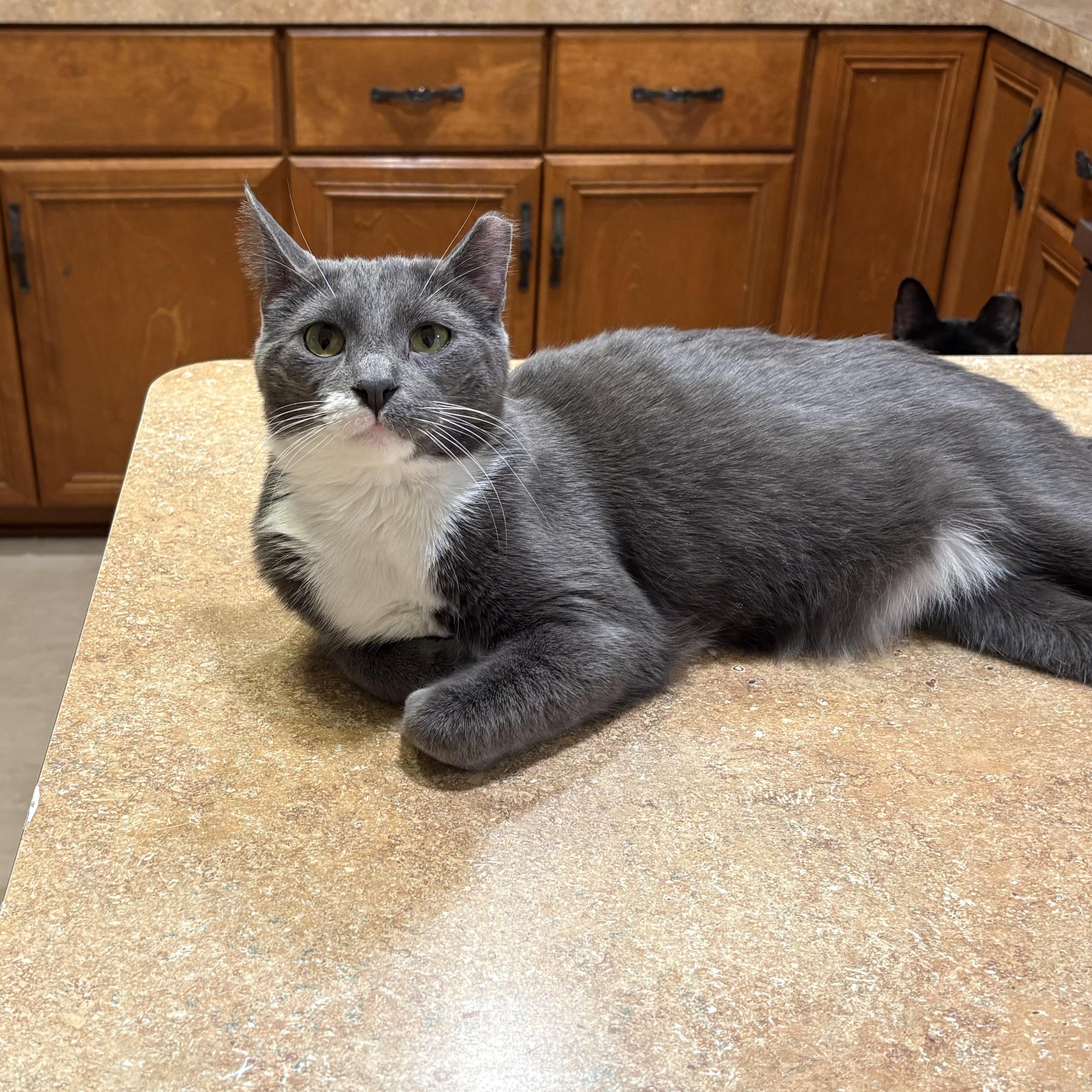 Noah, a ADOPTABLE Domestic Short Hair in Warrenville, IL image 2/6
