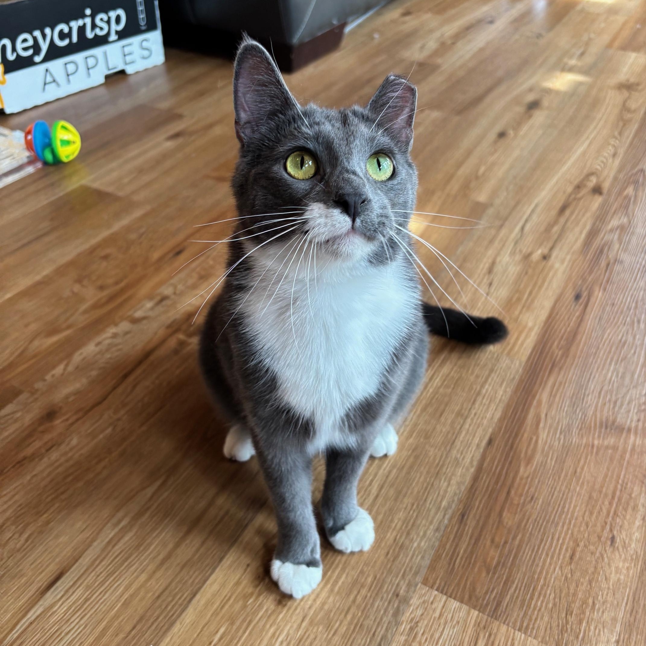 Noah, ADOPTABLE, Young Male Domestic Short Hair.