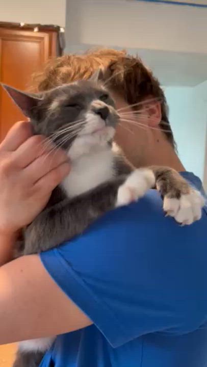 Enlarge Noah, a ADOPTABLE Domestic Short Hair in Warrenville, IL video 3/6