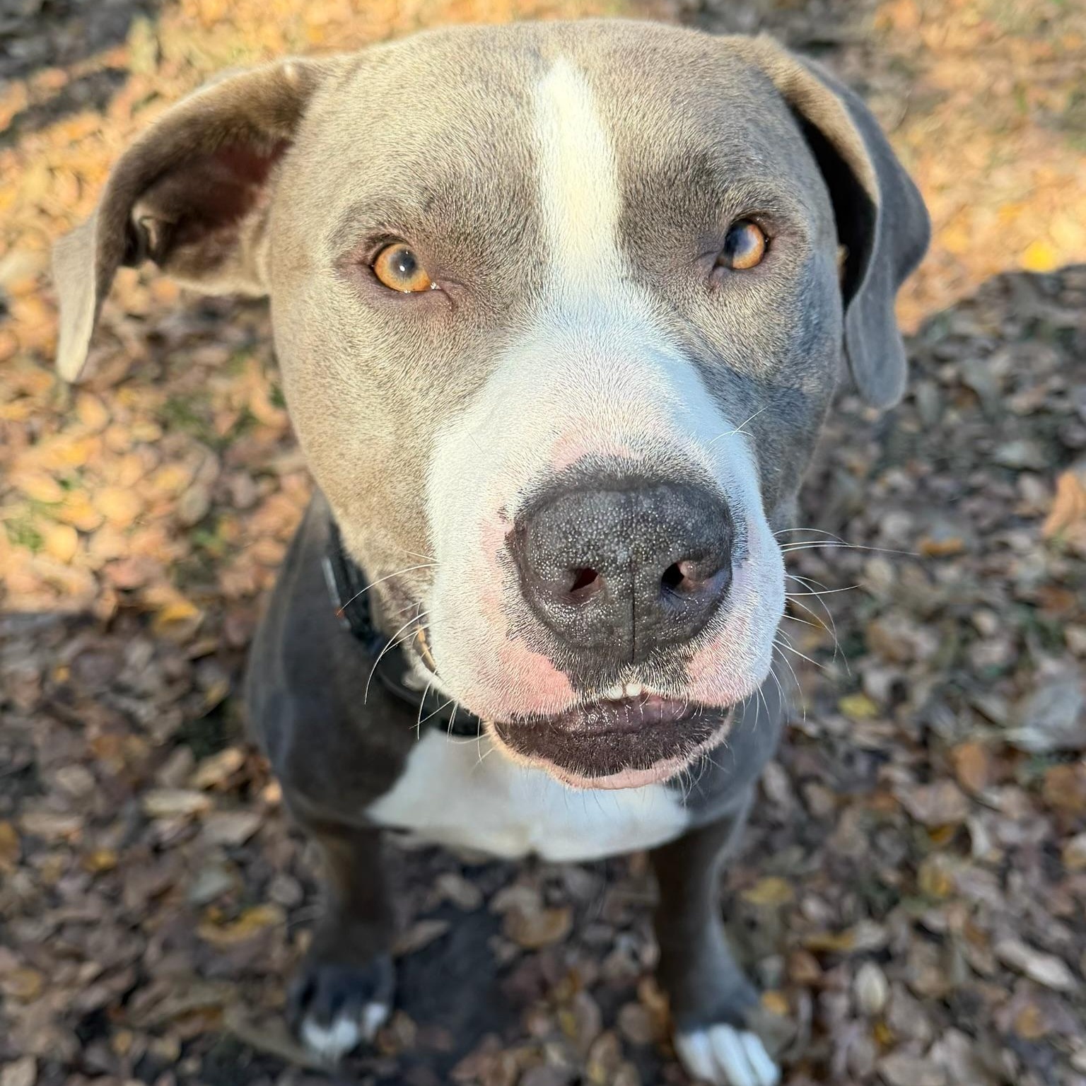 Belikin, Adoptable, Adult Male Pit Bull Terrier.