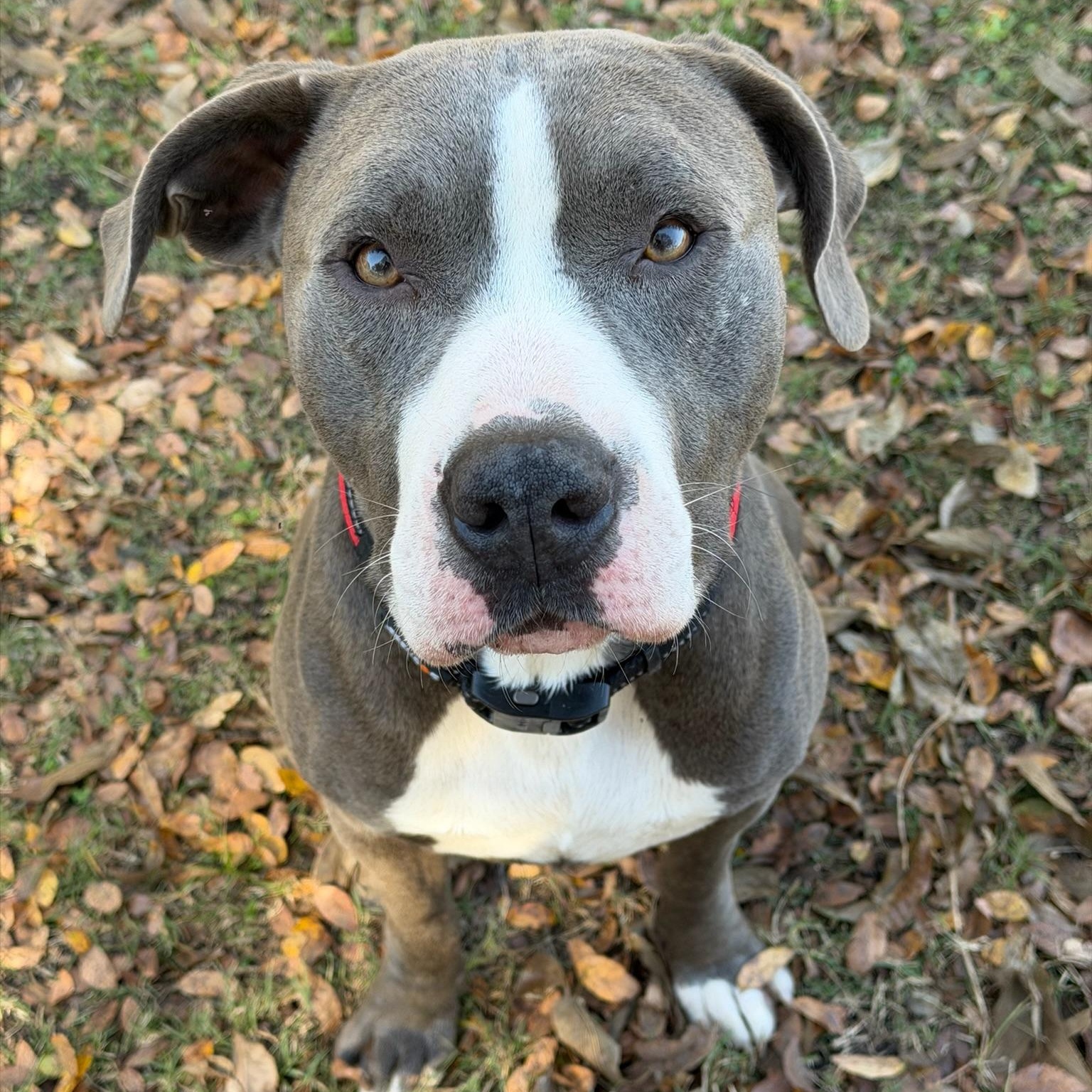 Enlarge Belikin, a Adoptable Pit Bull Terrier in Sherman, TX image 2/2