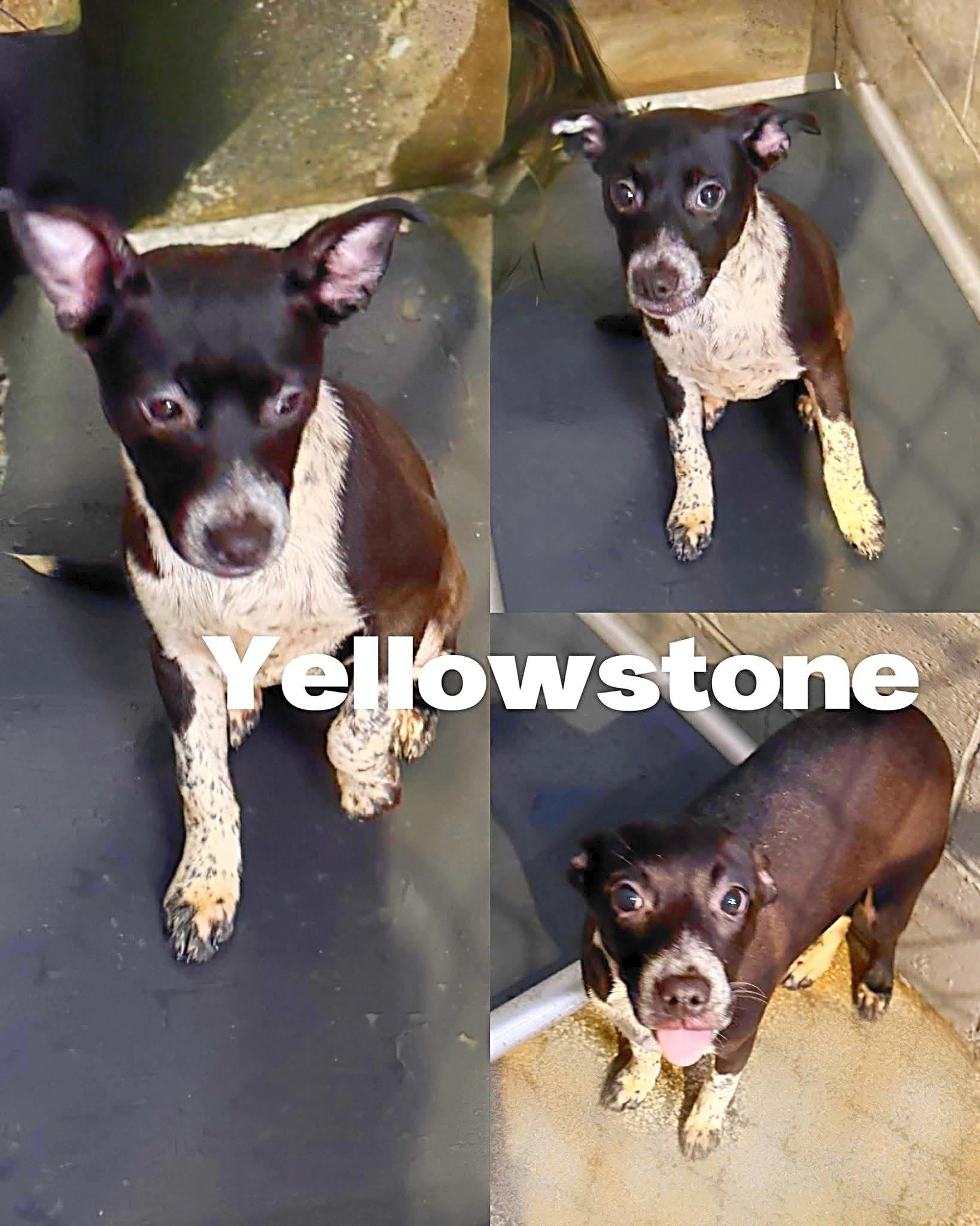 Enlarge Yellowstone, a Adoptable Australian Cattle Dog / Blue Heeler in Saint James, MO image 1/2