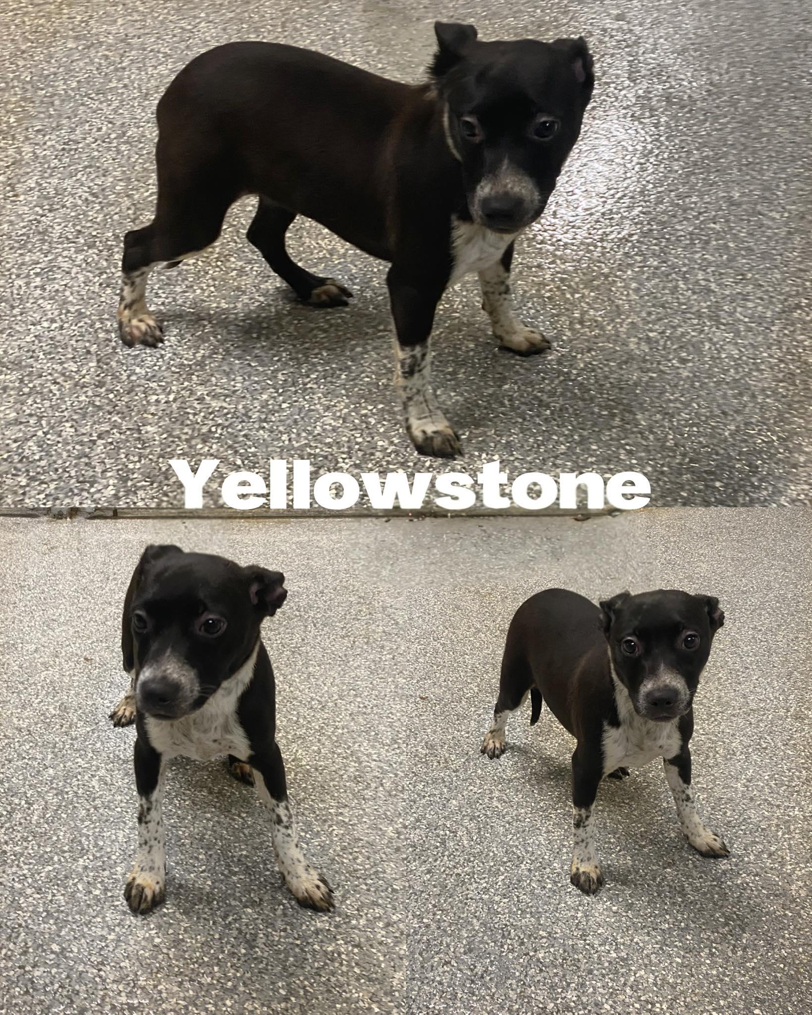 Enlarge Yellowstone, a Adoptable Australian Cattle Dog / Blue Heeler in Saint James, MO image 2/2