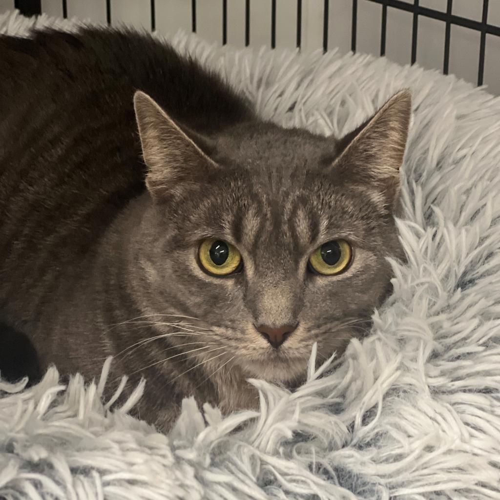 Minion "Mini", Adoptable, Adult Female Domestic Short Hair.