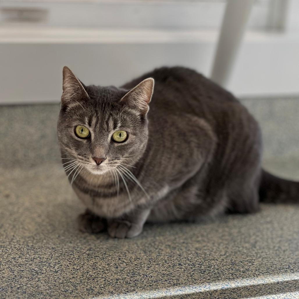 Minion "Mini", a Adoptable Domestic Short Hair in East Hampton, NY image 2/6