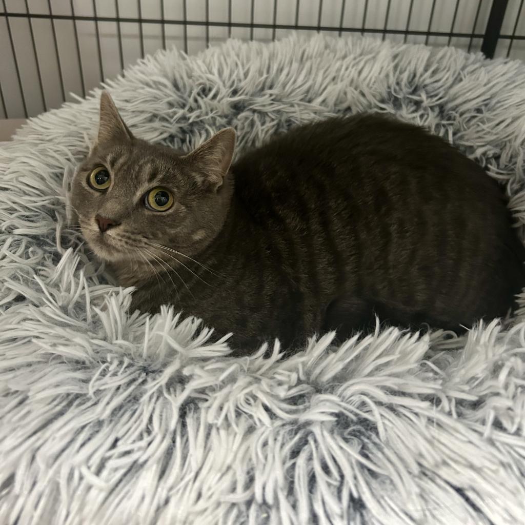 Minion "Mini", a Adoptable Domestic Short Hair in East Hampton, NY image 3/6