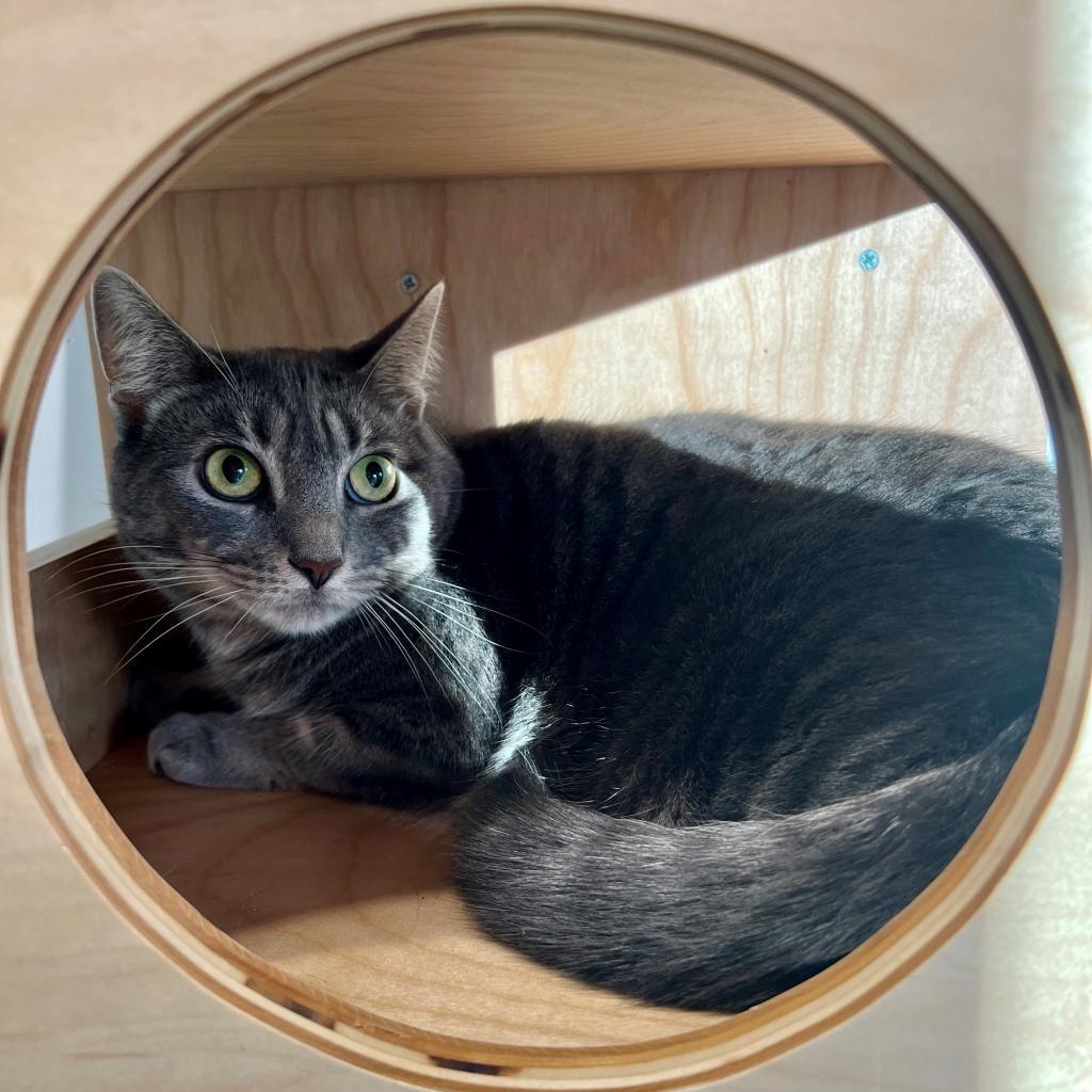 Minion "Mini", a Adoptable Domestic Short Hair in East Hampton, NY image 4/6