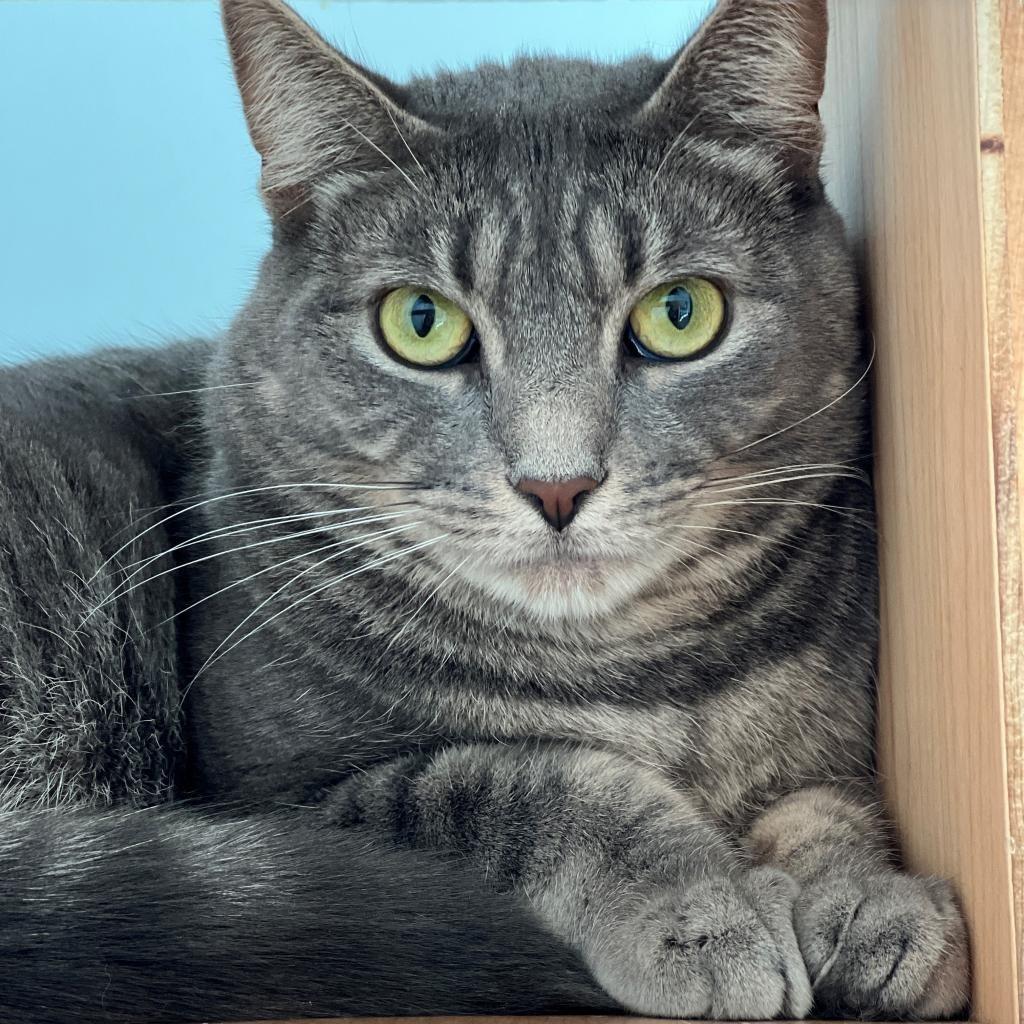 Minion "Mini", a Adoptable Domestic Short Hair in East Hampton, NY image 5/6