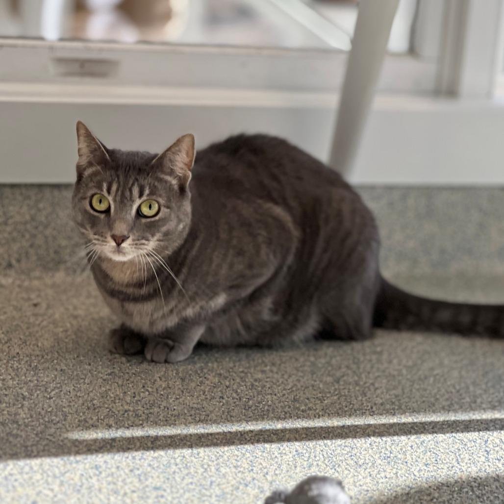 Minion "Mini", a Adoptable Domestic Short Hair in East Hampton, NY image 6/6