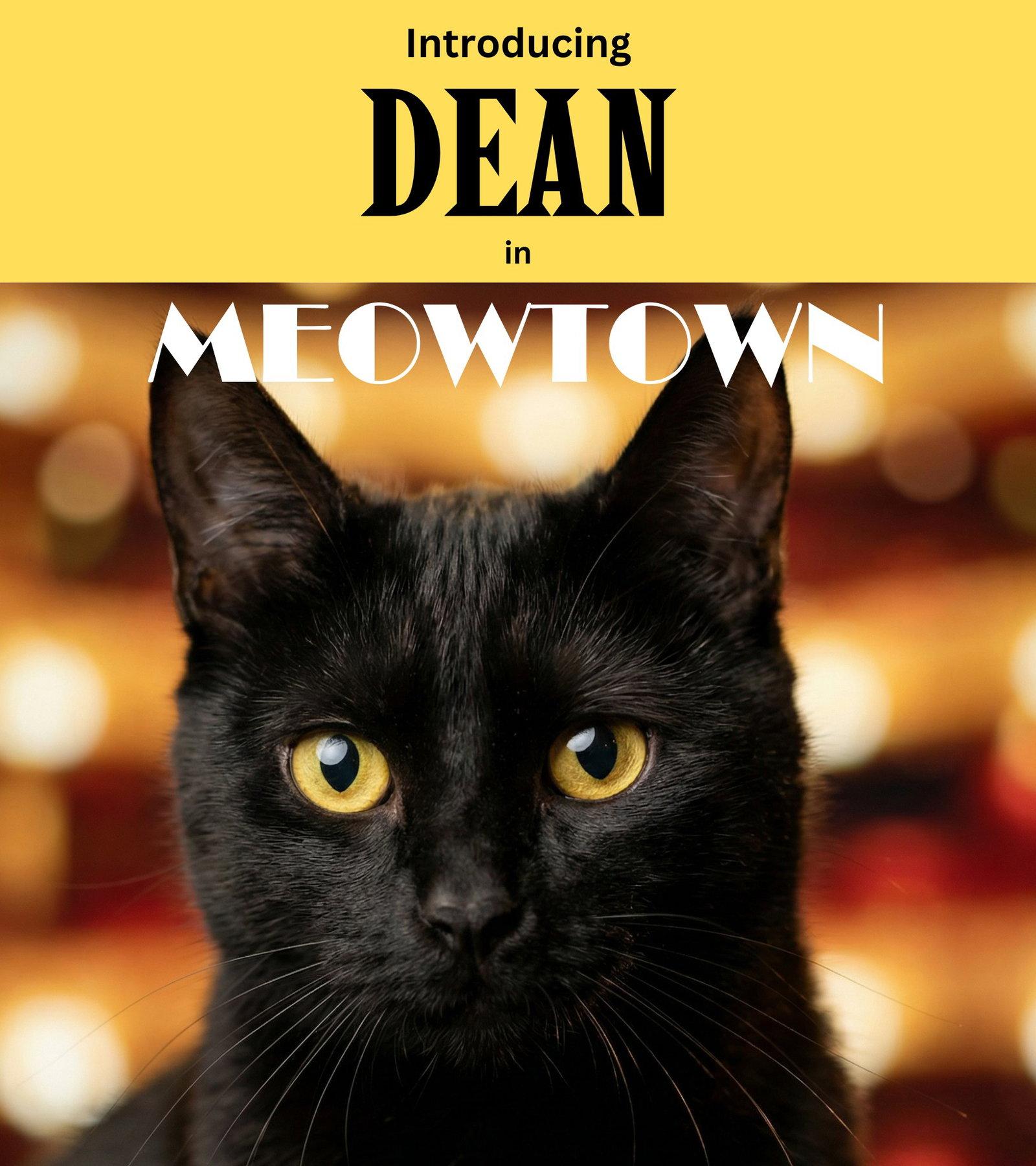 Dean, Adoptable, Adult Male Domestic Short Hair.
