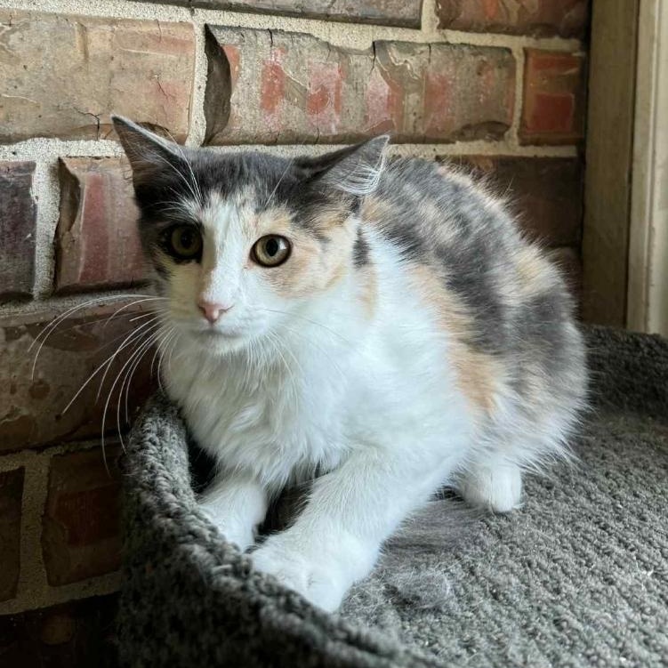 Waffle, adoptable, Kitten Female Domestic Short Hair.