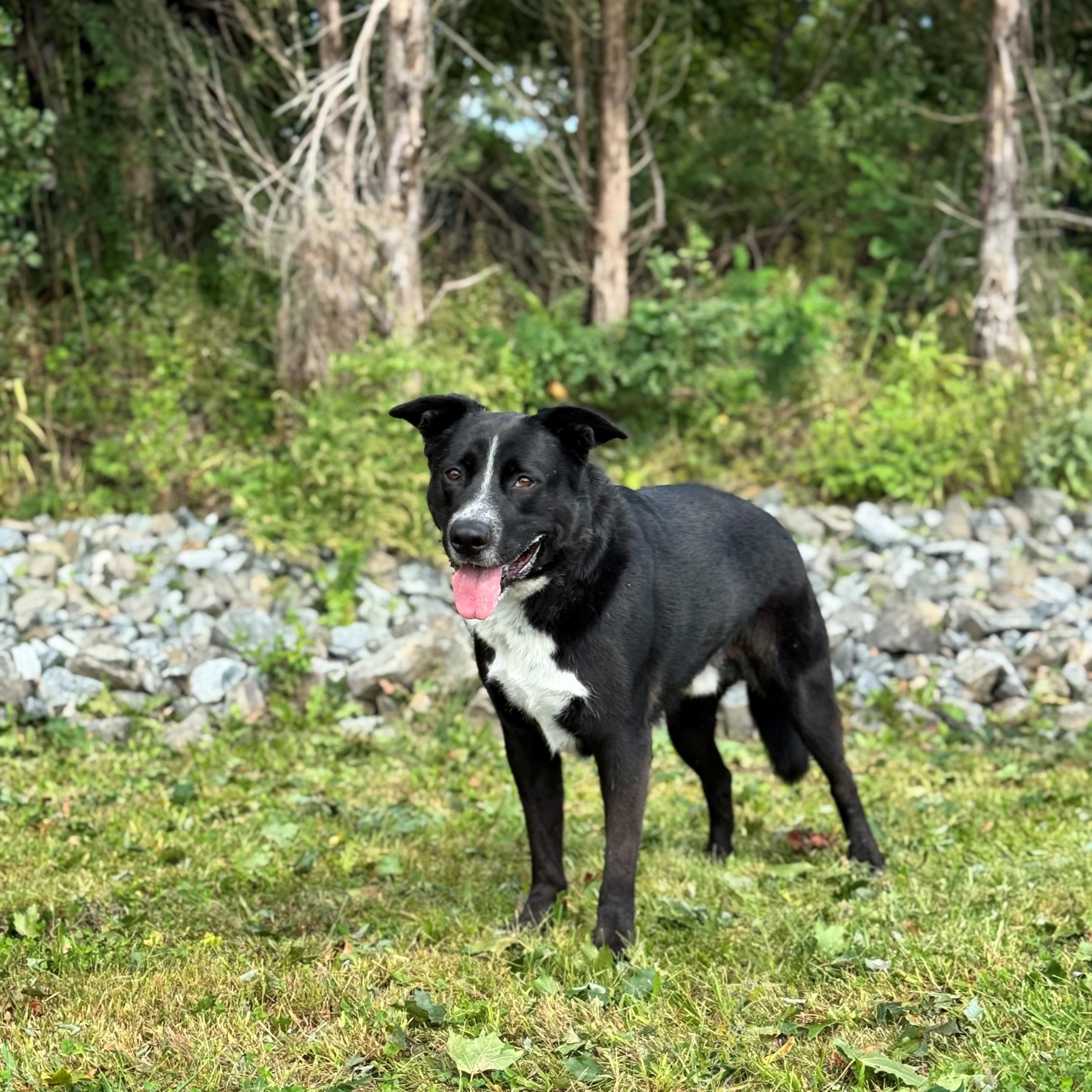Enlarge Bud, a Adoptable mixed breed in Syosset, NY image 1/1