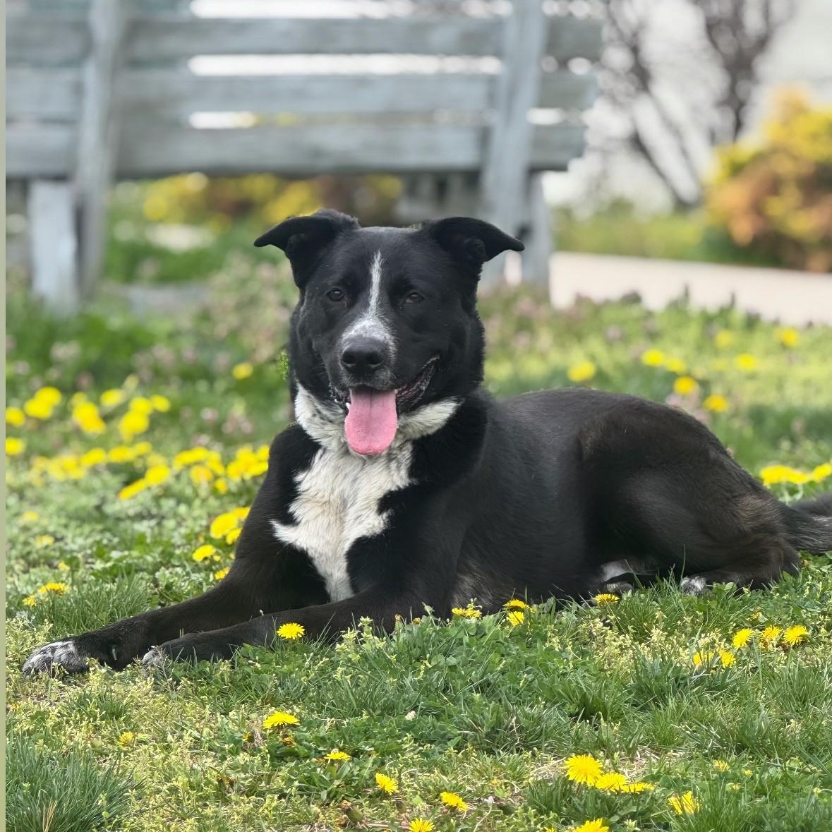 Enlarge Bud, a Adoptable mixed breed in Syosset, NY image 1/1