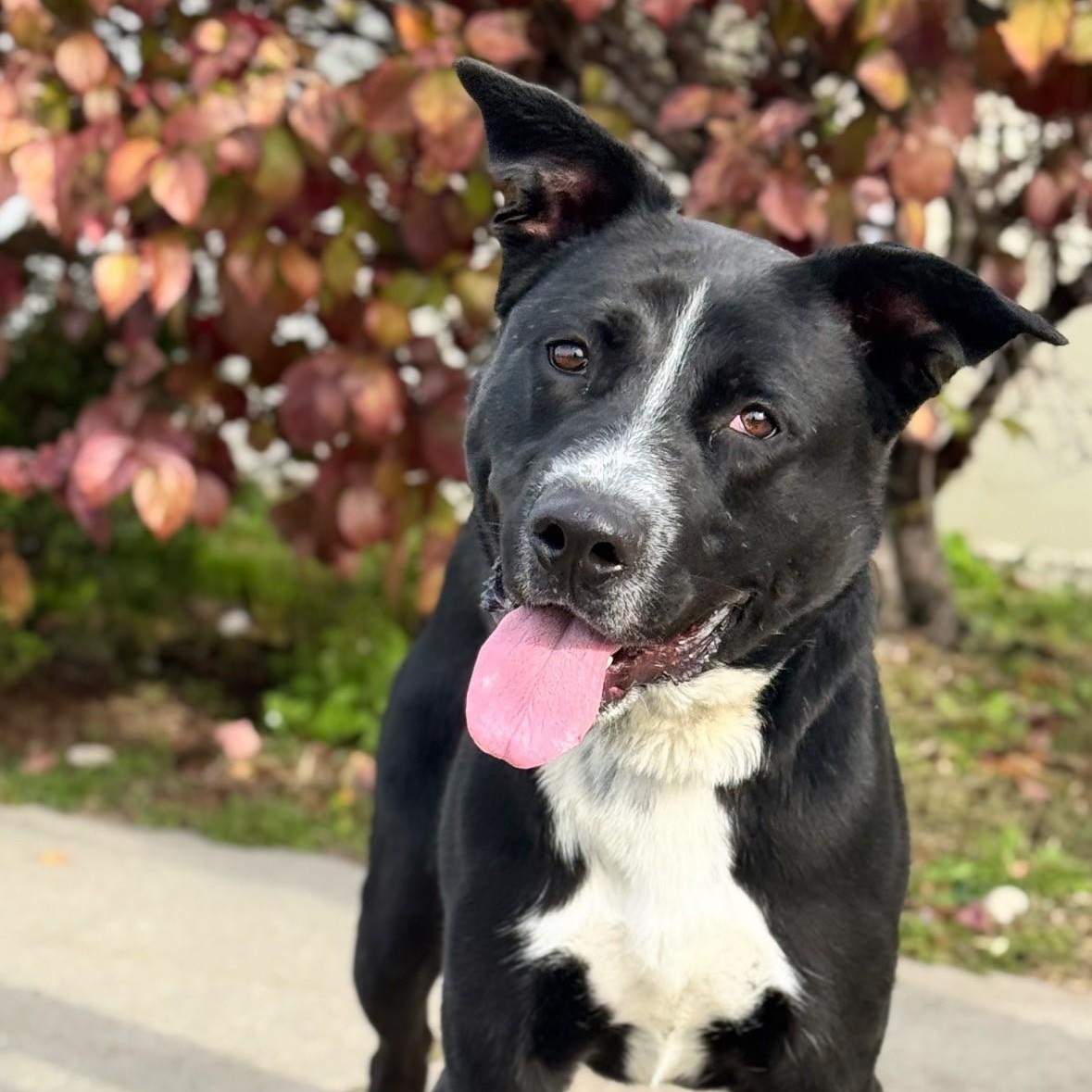 Bud, Adoptable, Adult Male German Shepherd Dog.