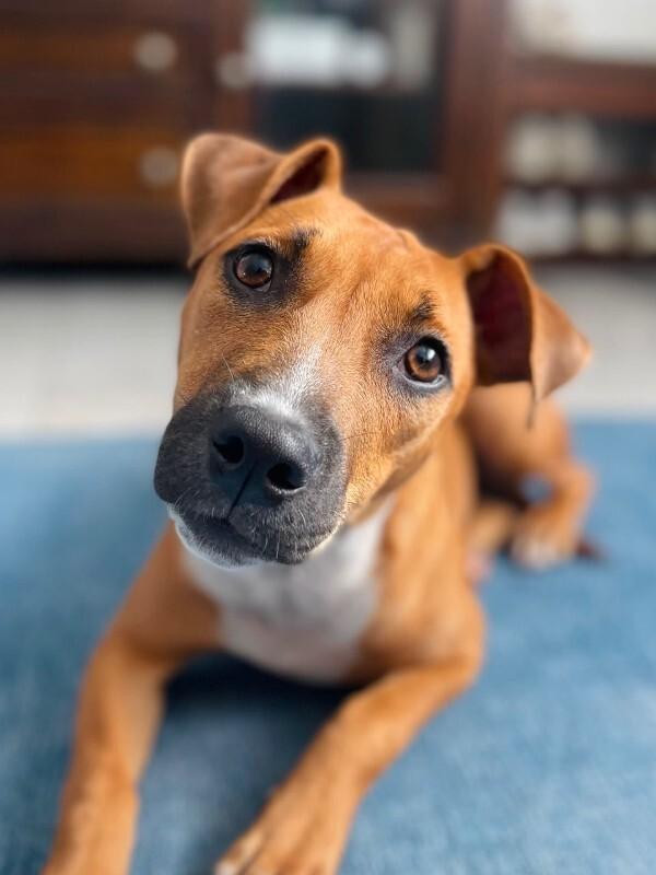 Enlarge Raya, a Adoptable Mixed Breed in Miami, FL image 1/1