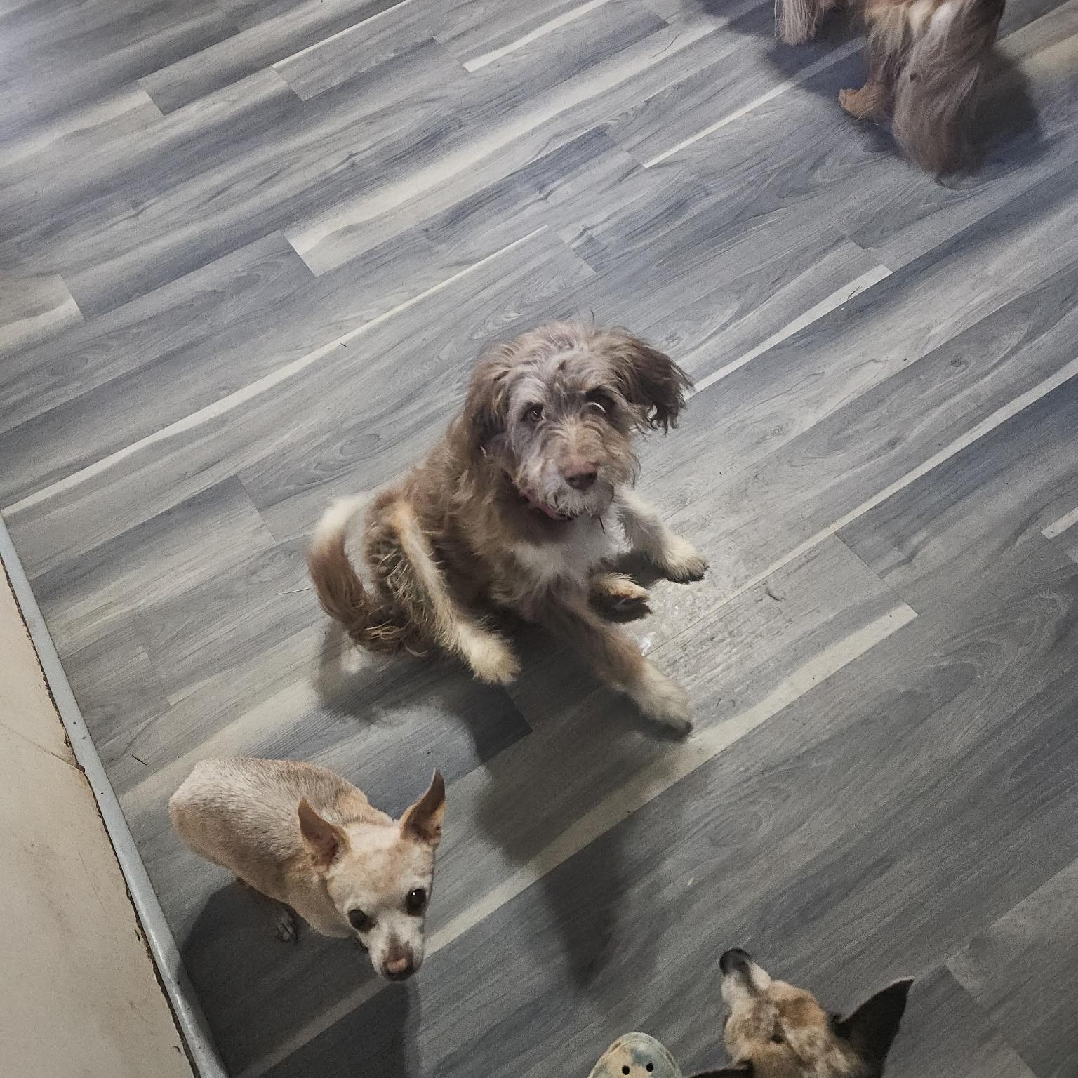 Maple, a ADOPTABLE Aussiedoodle in High View, WV image 2/2