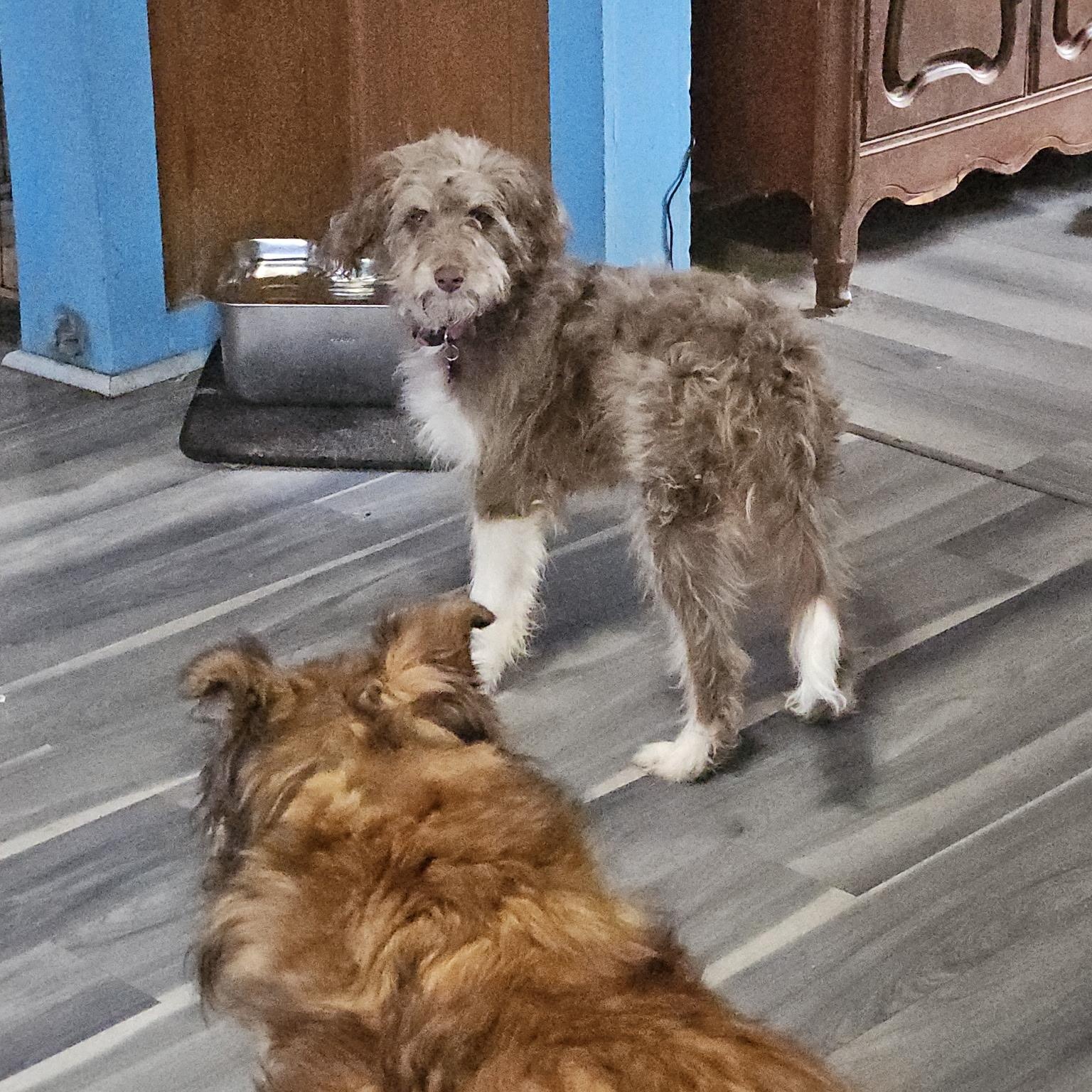 Maple, a ADOPTABLE Aussiedoodle in High View, WV image 1/2