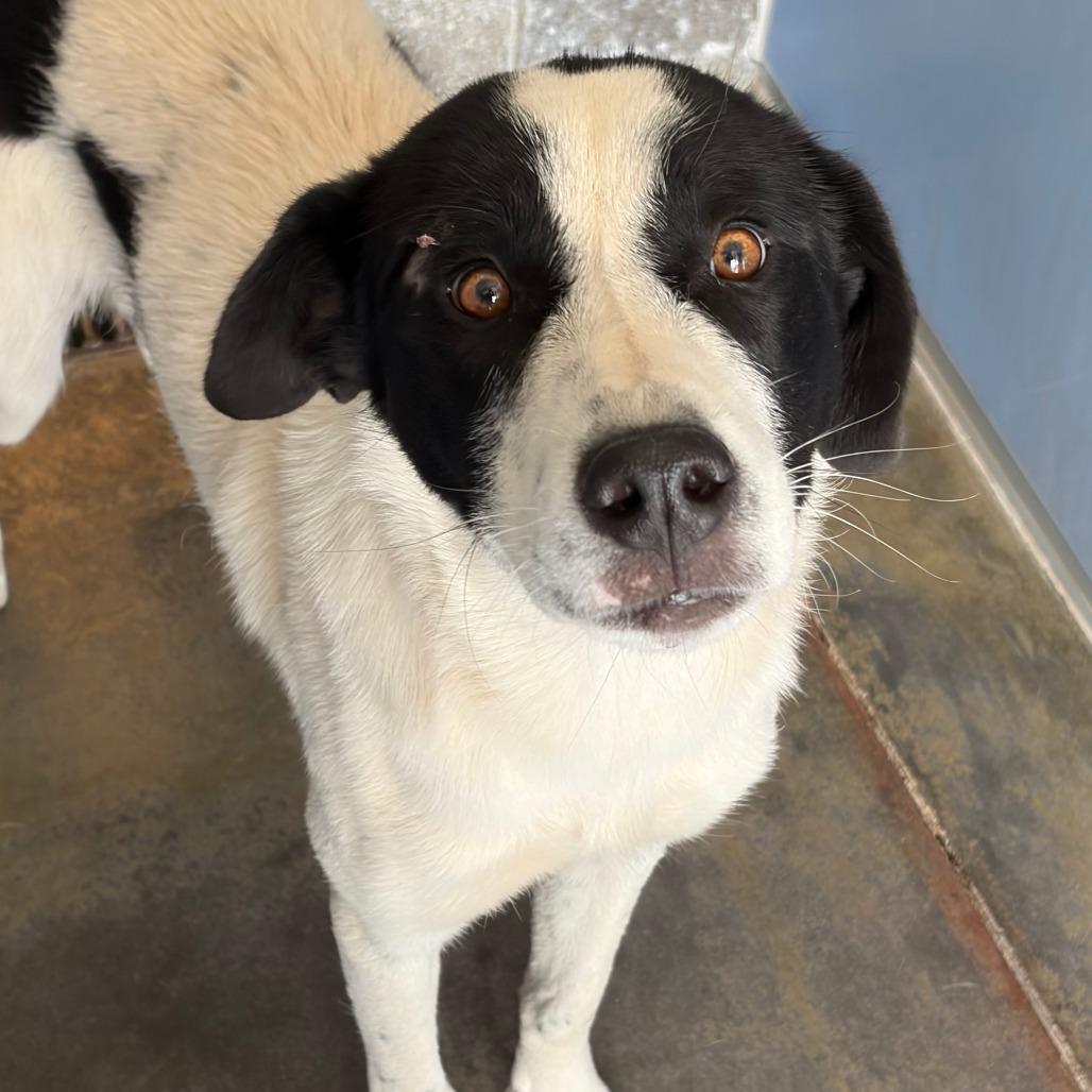 Spot, Adoptable, Adult Male Border Collie & Mixed Breed.